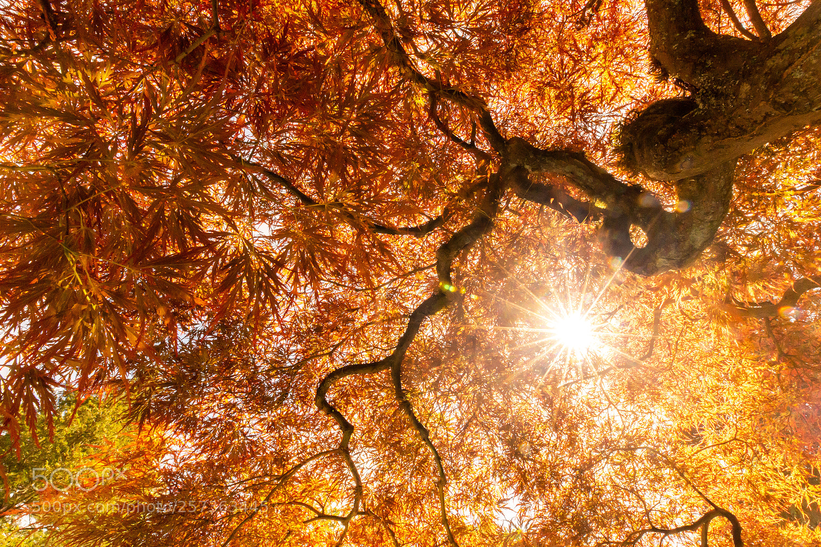 Canon EOS 6D sample photo. Golden tree burst photography