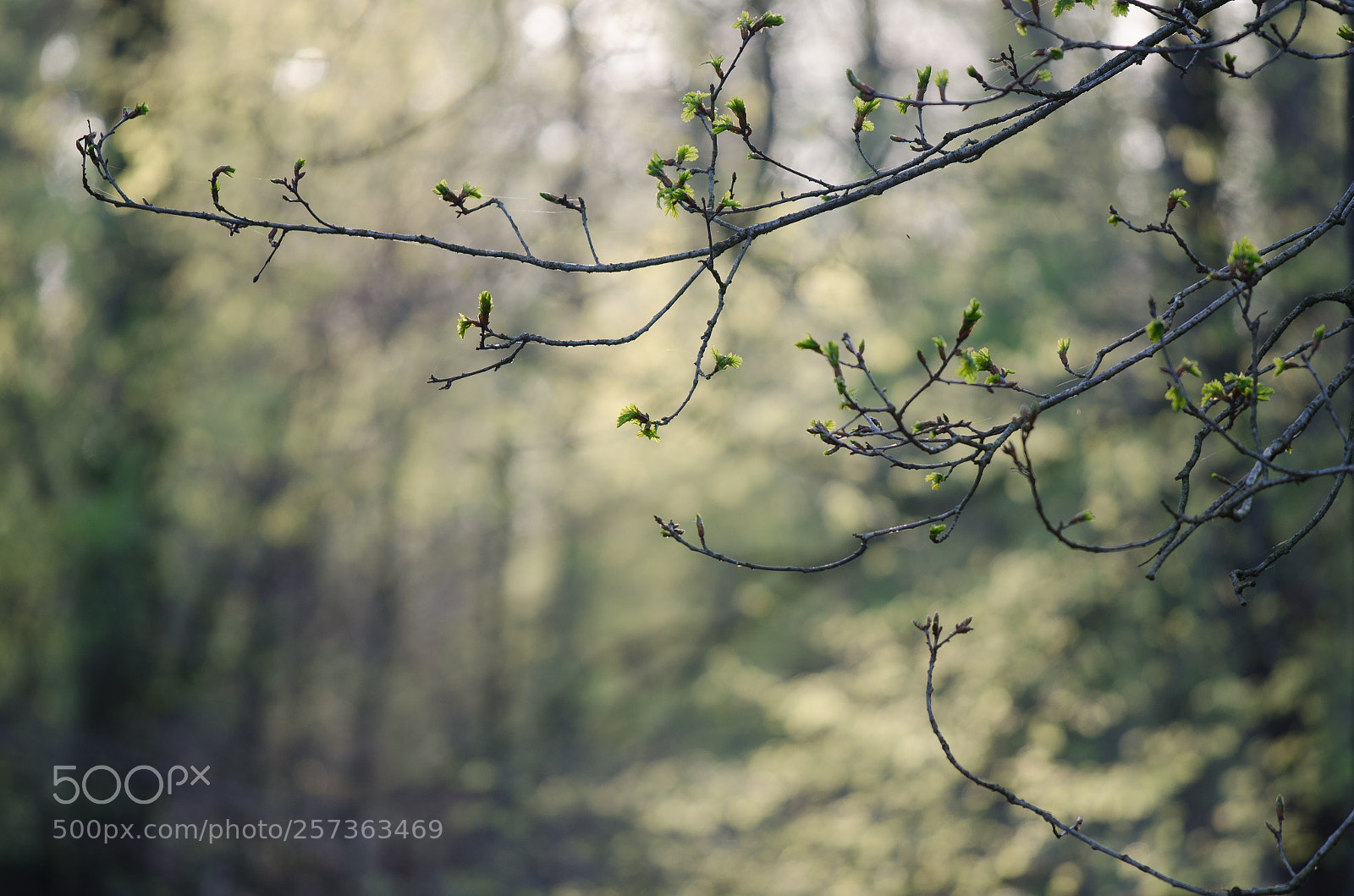 Nikon D7000 sample photo. Young leaves photography