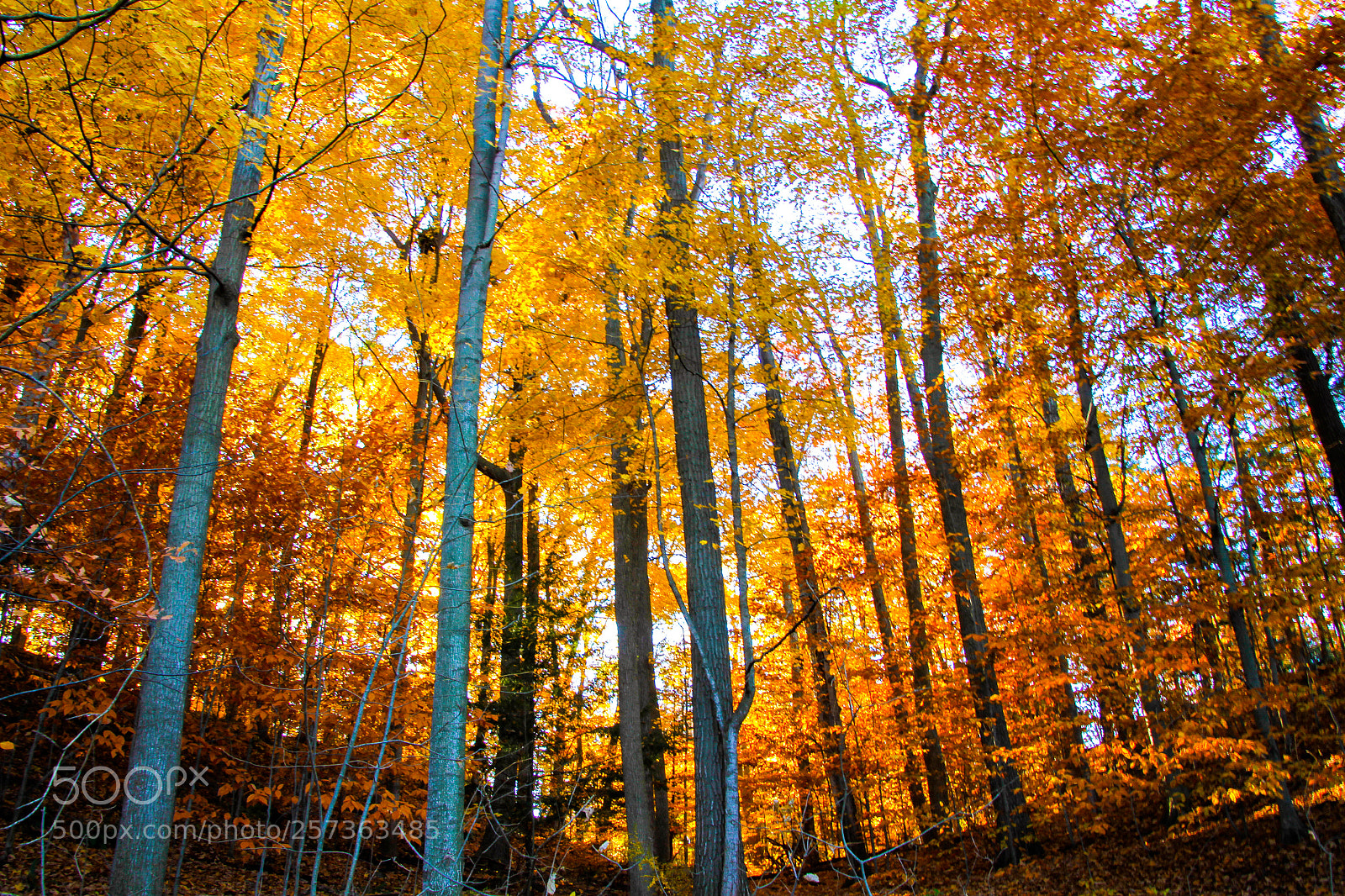 Canon EOS 7D sample photo. Golden forest photography