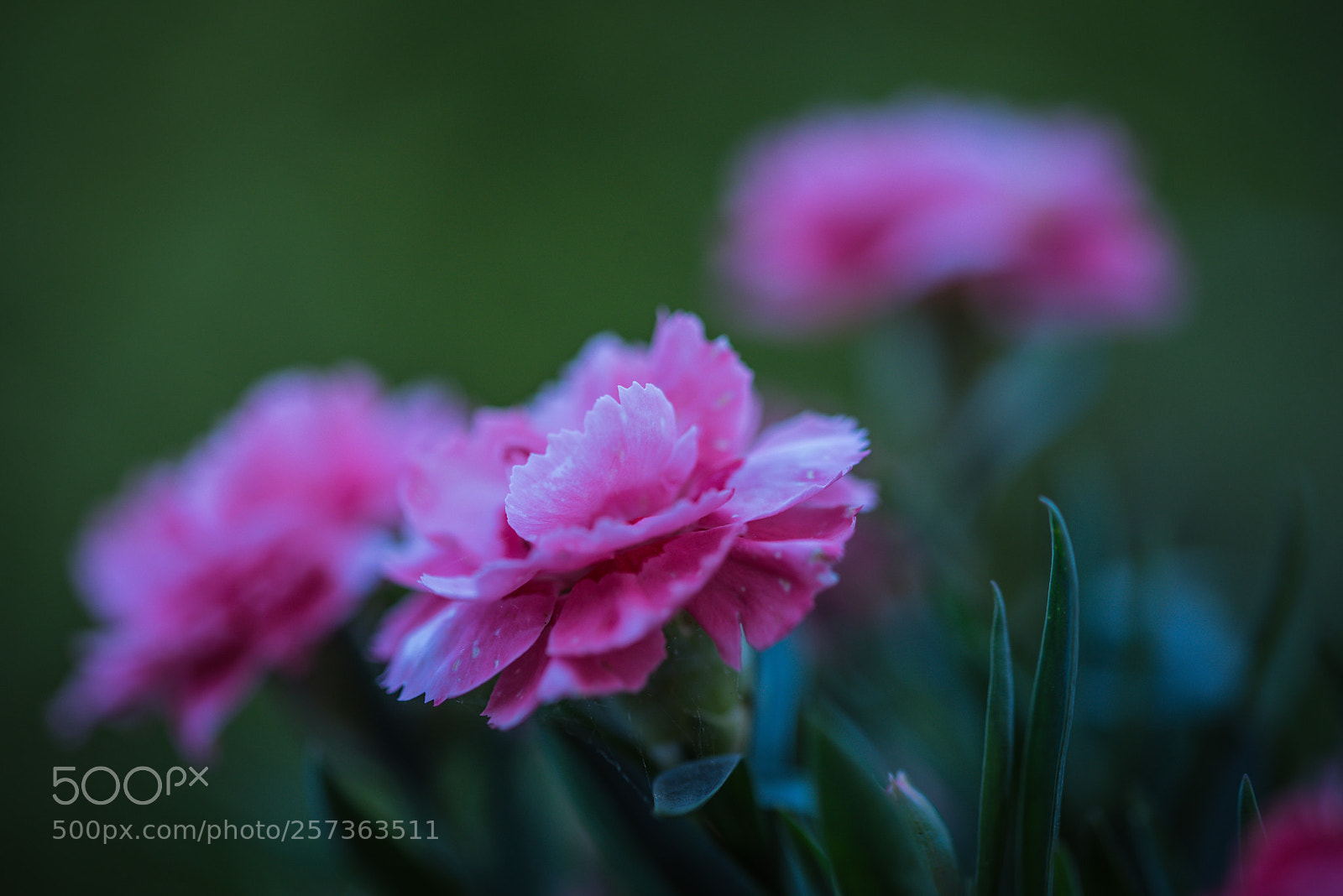 Nikon D750 sample photo. Garofani photography