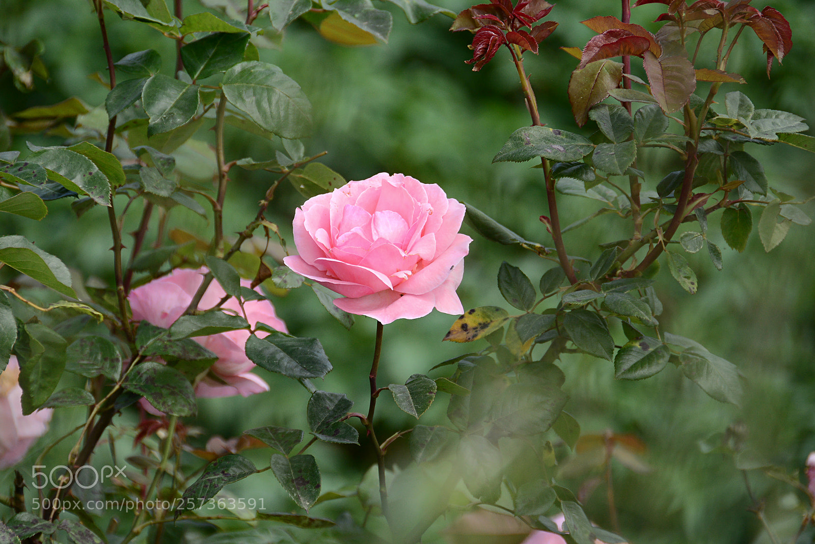 Nikon D7100 sample photo. Rosa photography