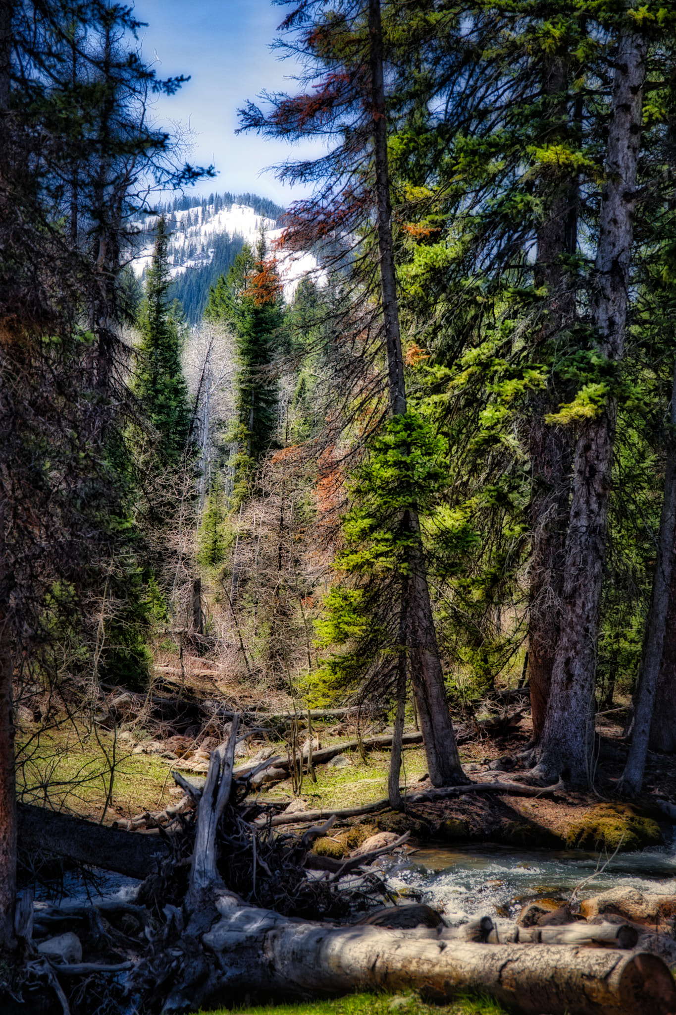 Canon EF 24-70mm F4L IS USM sample photo. The mountain through the trees photography