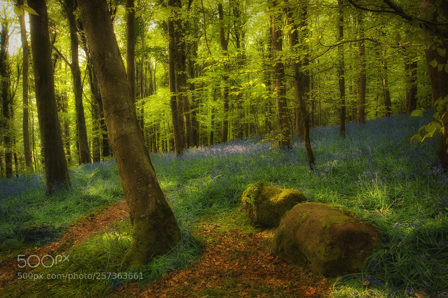 Nikon D700 sample photo. Bluebells photography