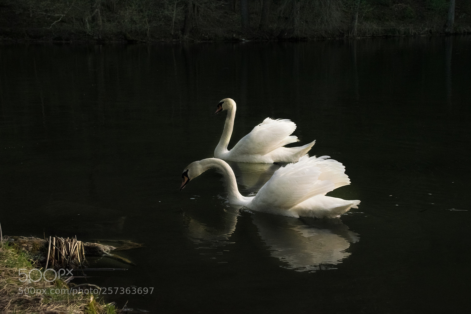 Nikon D3300 sample photo. Swans photography