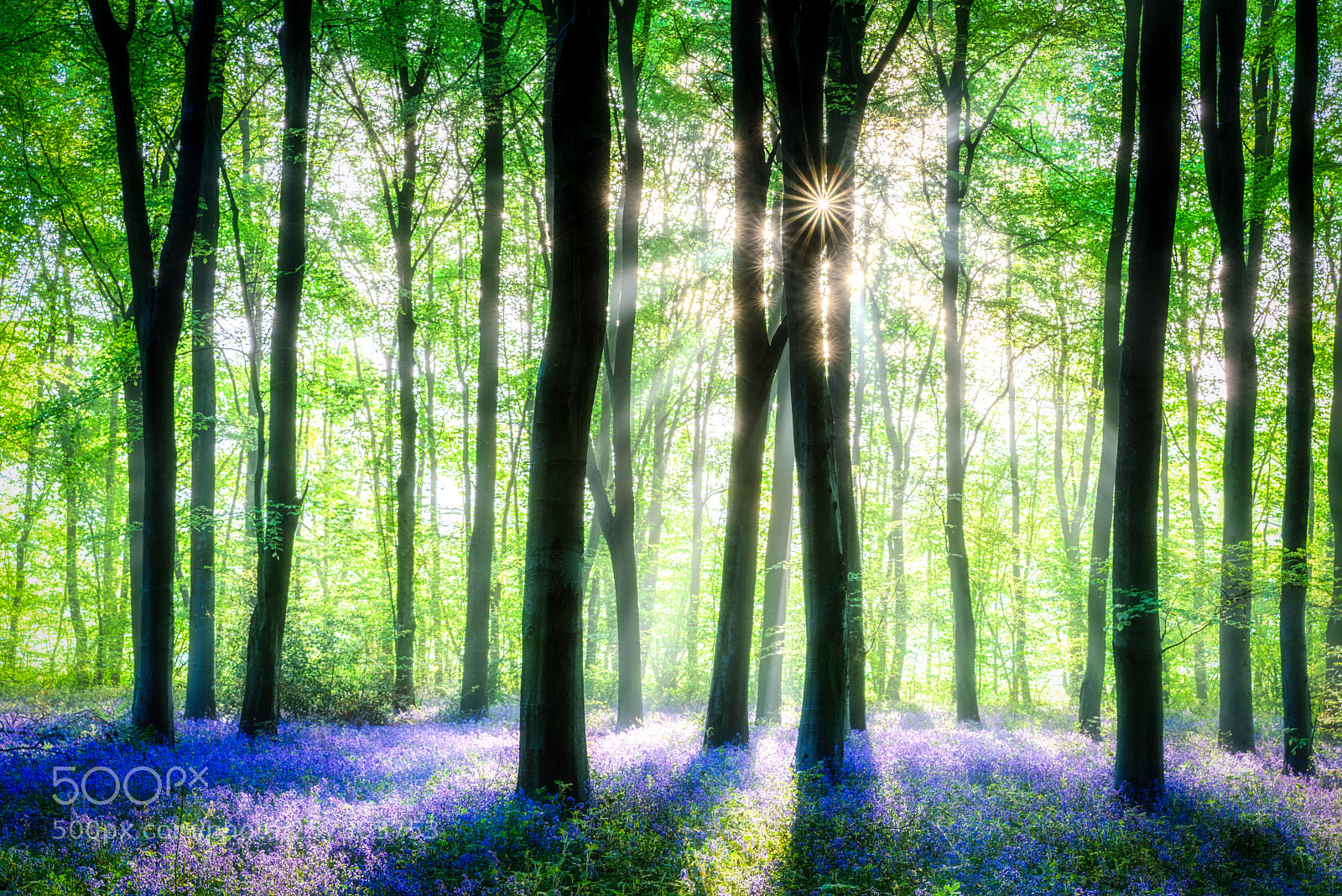 Nikon D810 sample photo. Bluebells at first light photography