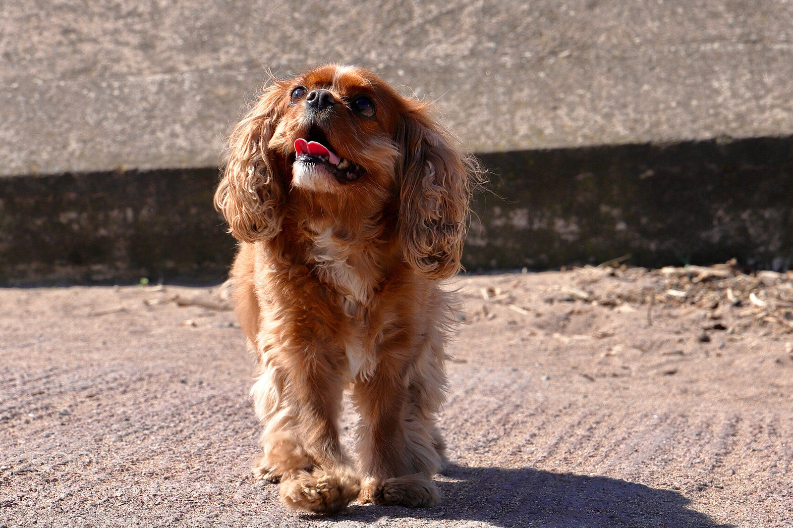 Canon EOS 6D Mark II sample photo. Millie photography