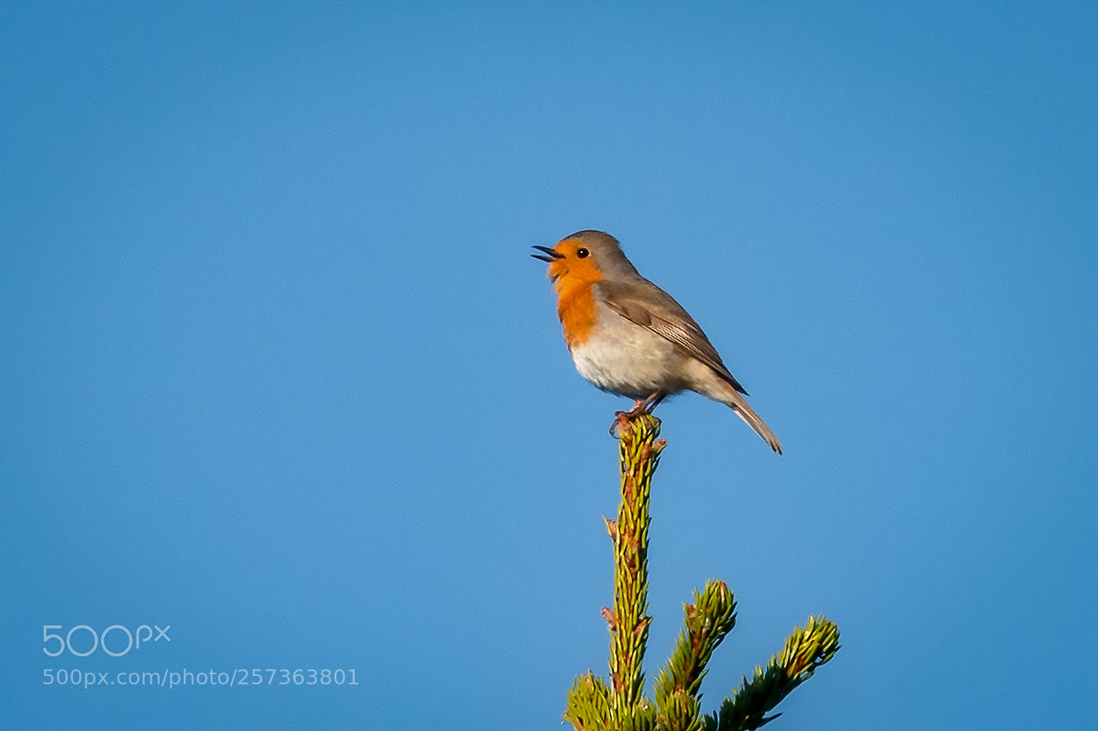 Sony Cyber-shot DSC-RX10 IV sample photo. Singing robin photography