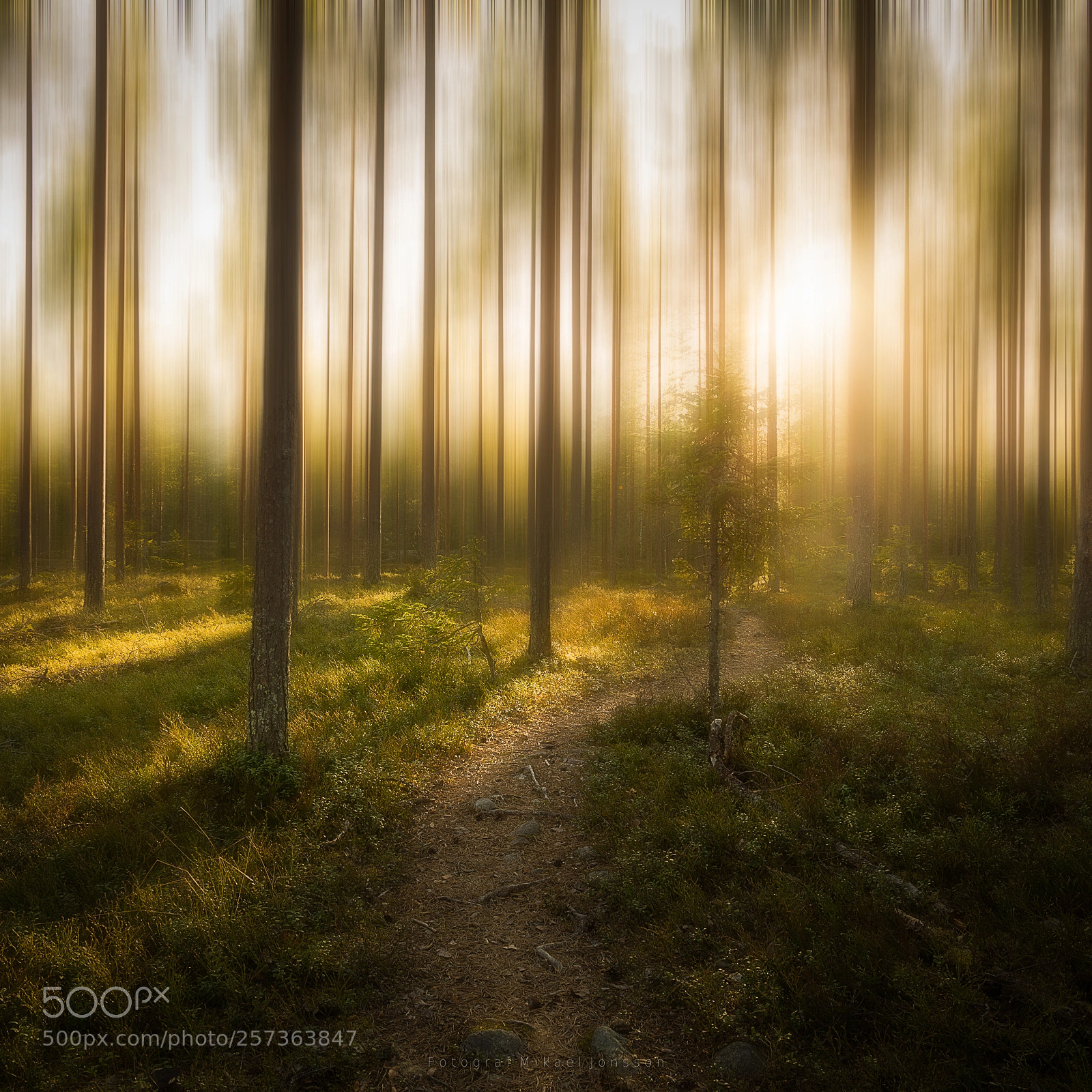 Canon EOS 6D sample photo. Forest walk photography