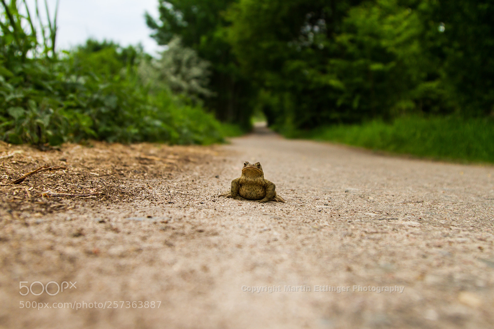 Canon EOS 7D sample photo. Toad stands at the photography