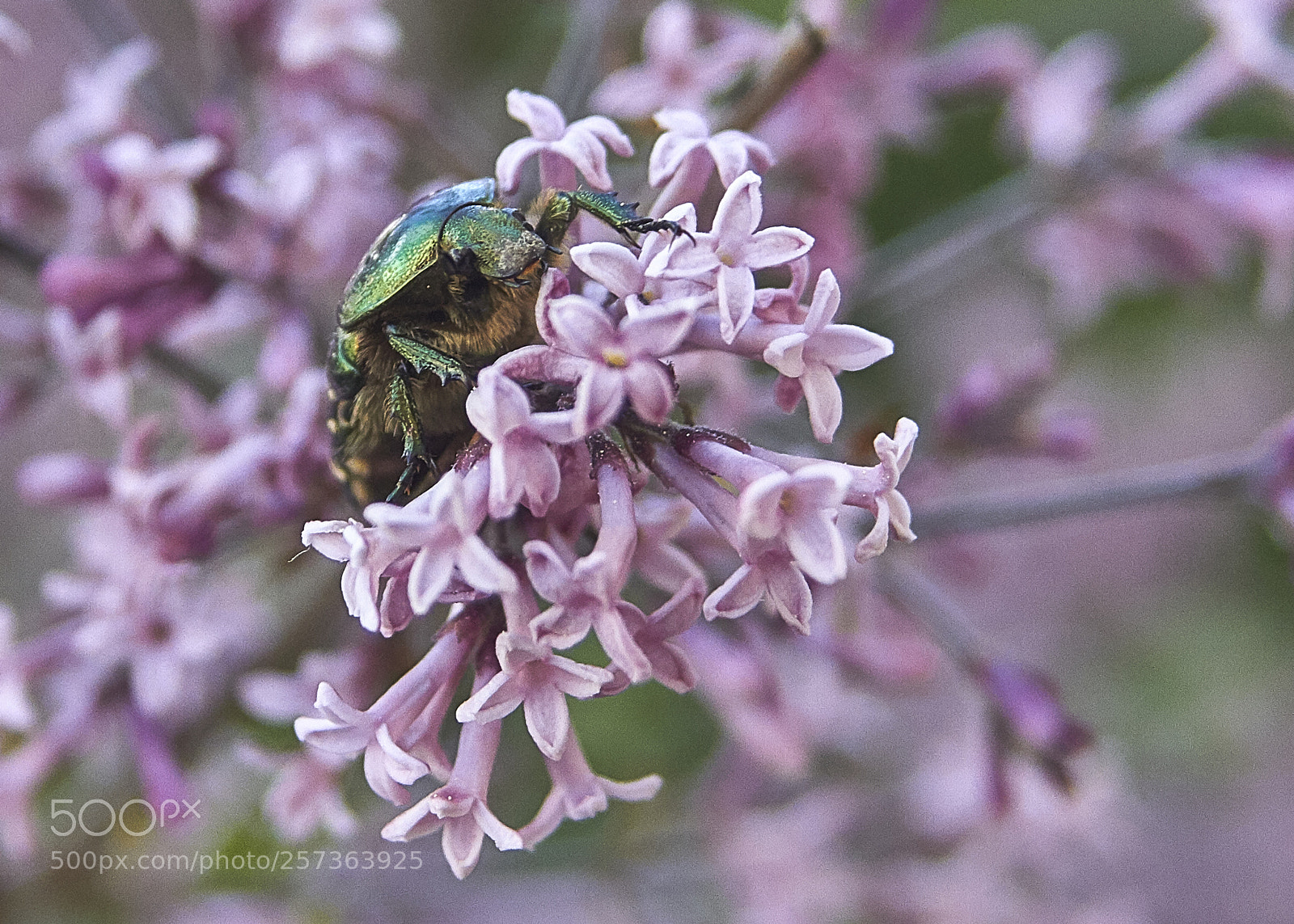 Canon EOS 7D sample photo. The flower and the photography