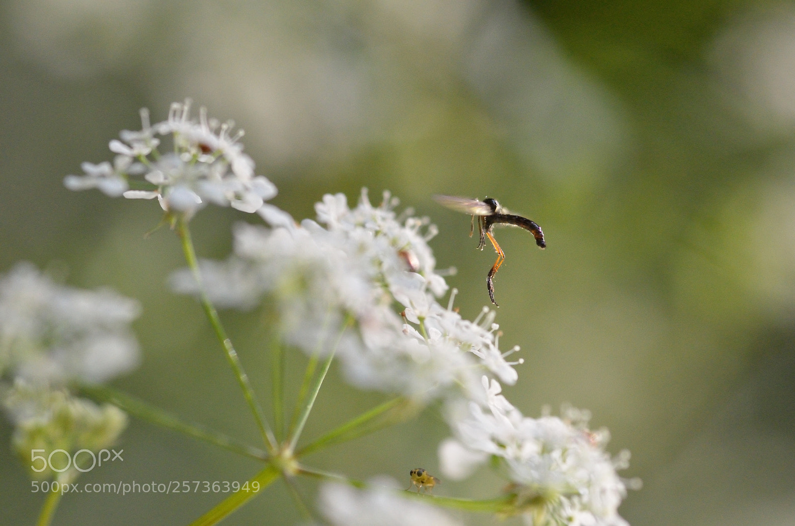 Nikon D7000 sample photo. Untitled photography