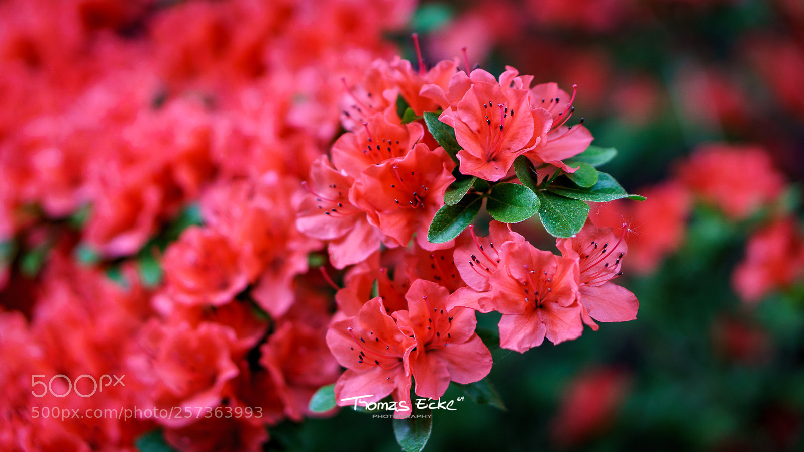 Sony a6000 sample photo. Dsc photography