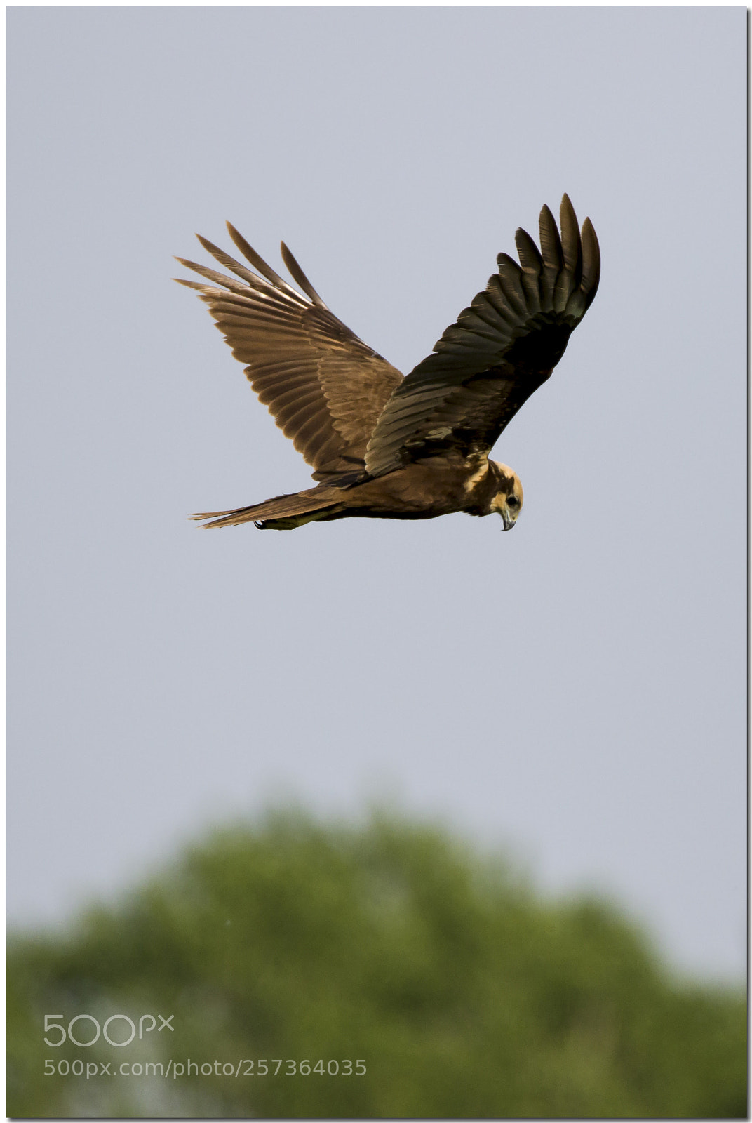 Canon EOS 7D Mark II sample photo. Falco di palude photography