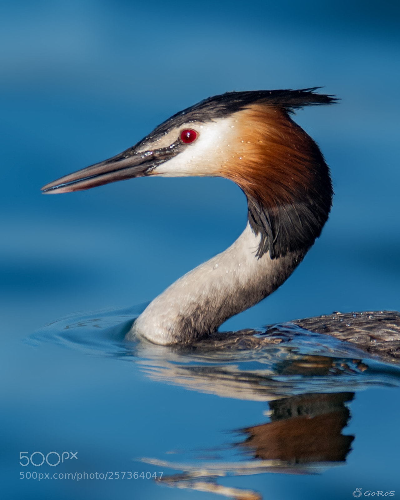 Nikon D500 sample photo. Podiceps cristatus photography