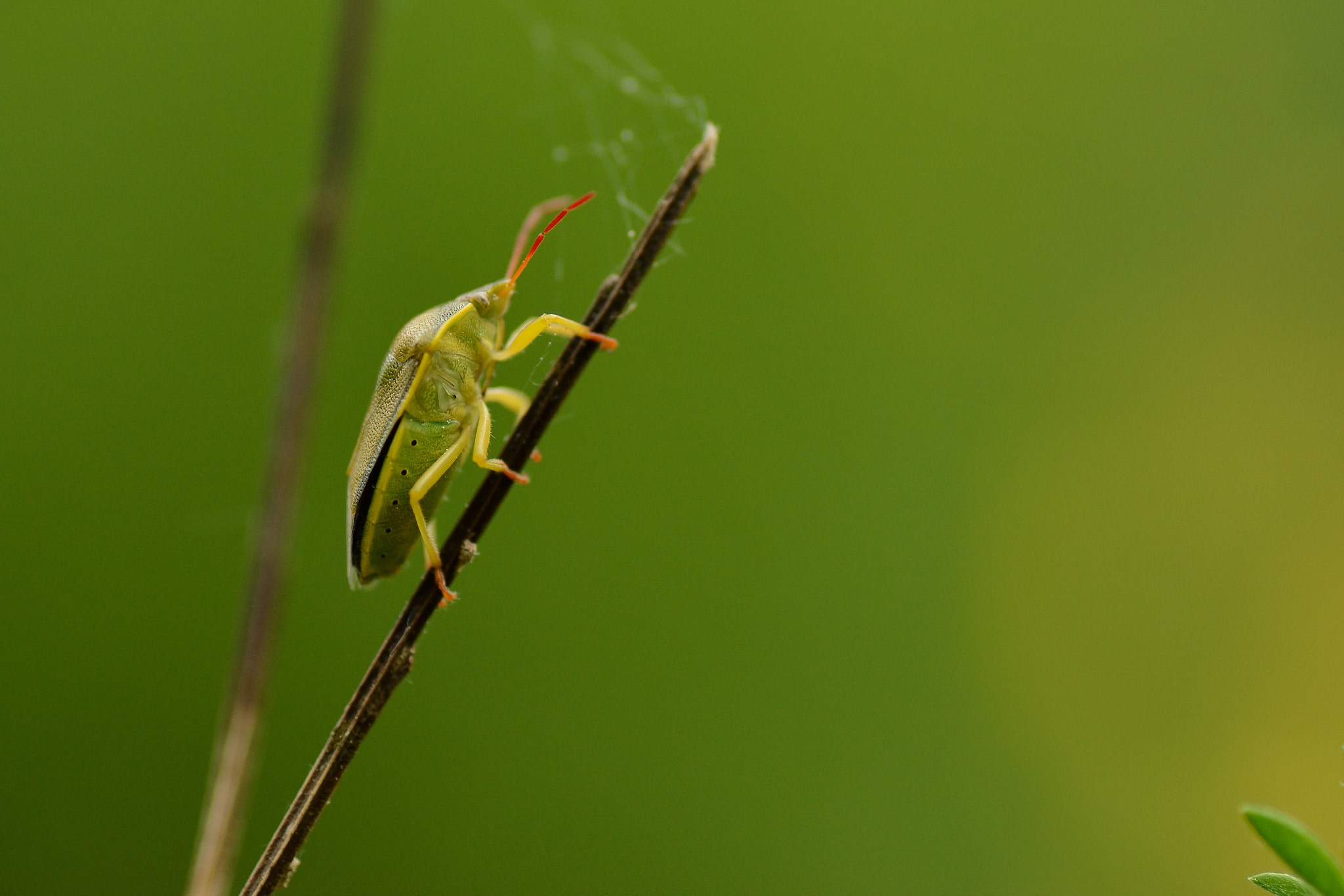 Nikon D5500 sample photo. Bugs on a tree photography