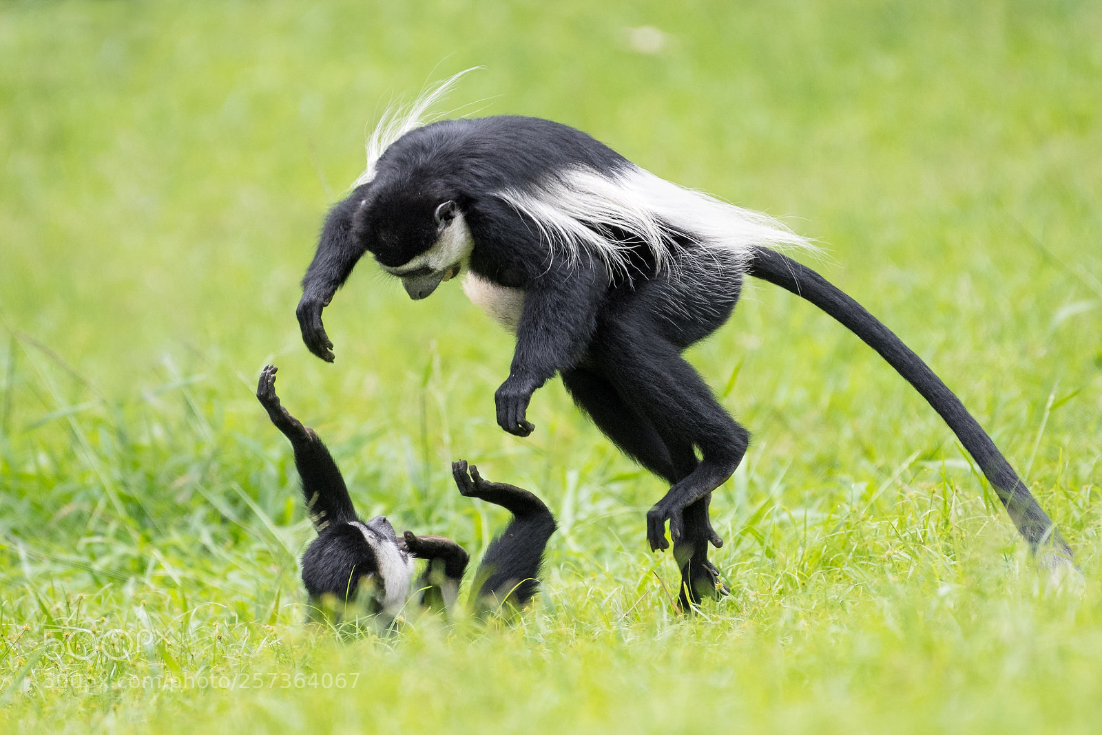 Nikon D500 sample photo. Playful fight photography