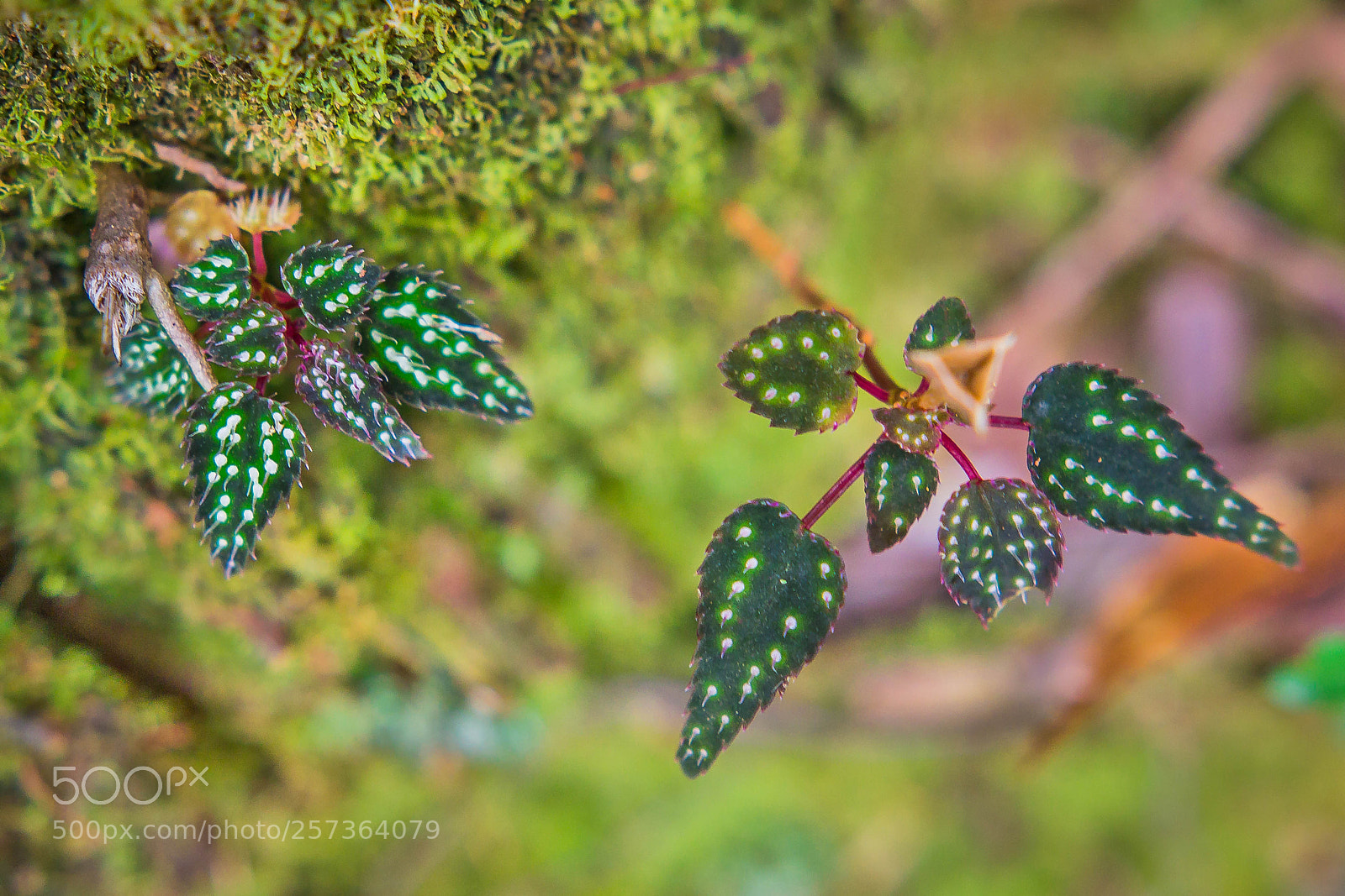 Canon EOS 60D sample photo. "pretty little leaves" photography