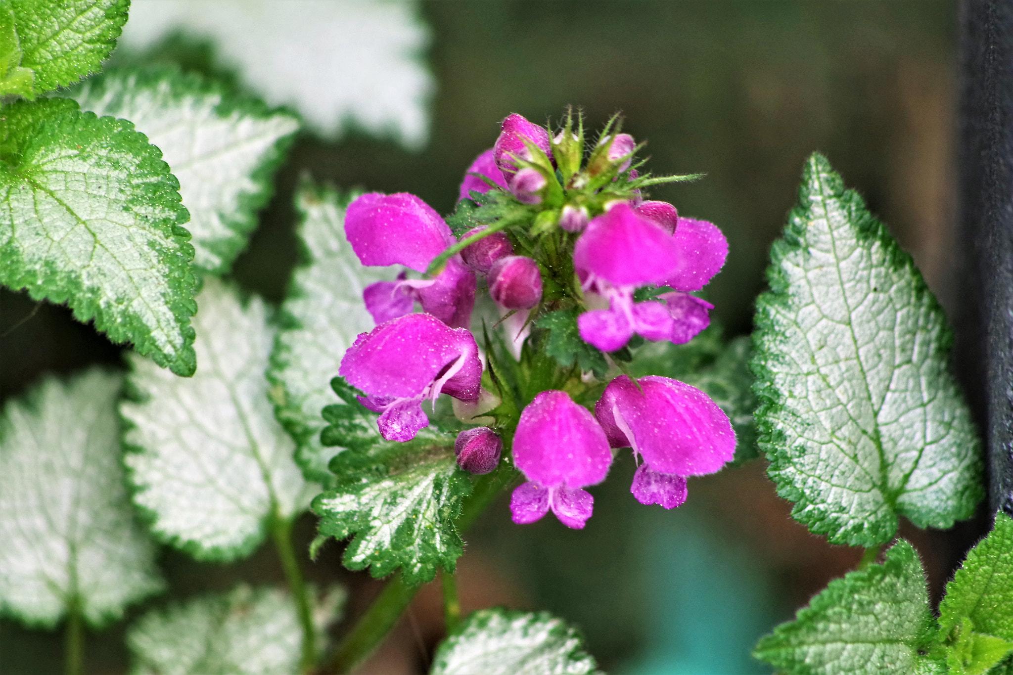 Pentax K-S2 sample photo. Nettle plant in bloom photography