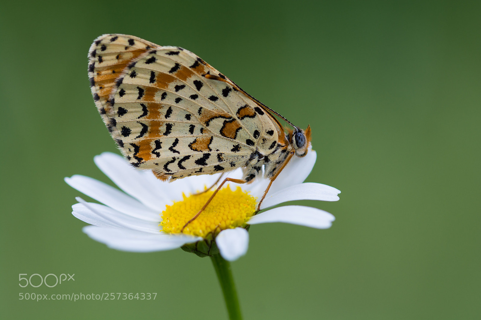 Nikon D7100 sample photo. Melitaea trivia photography