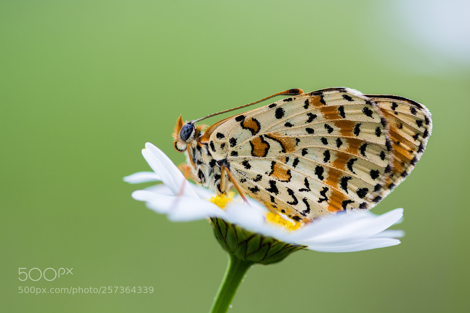 Nikon D7100 sample photo. Melitaea trivia photography