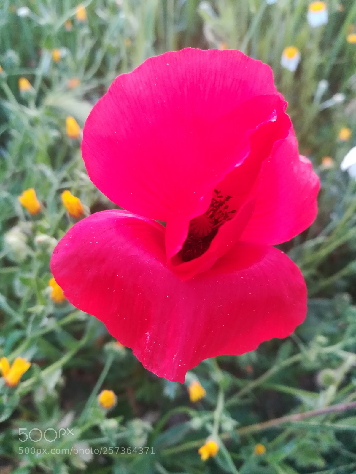 HUAWEI honor 6x sample photo. Untitled photography