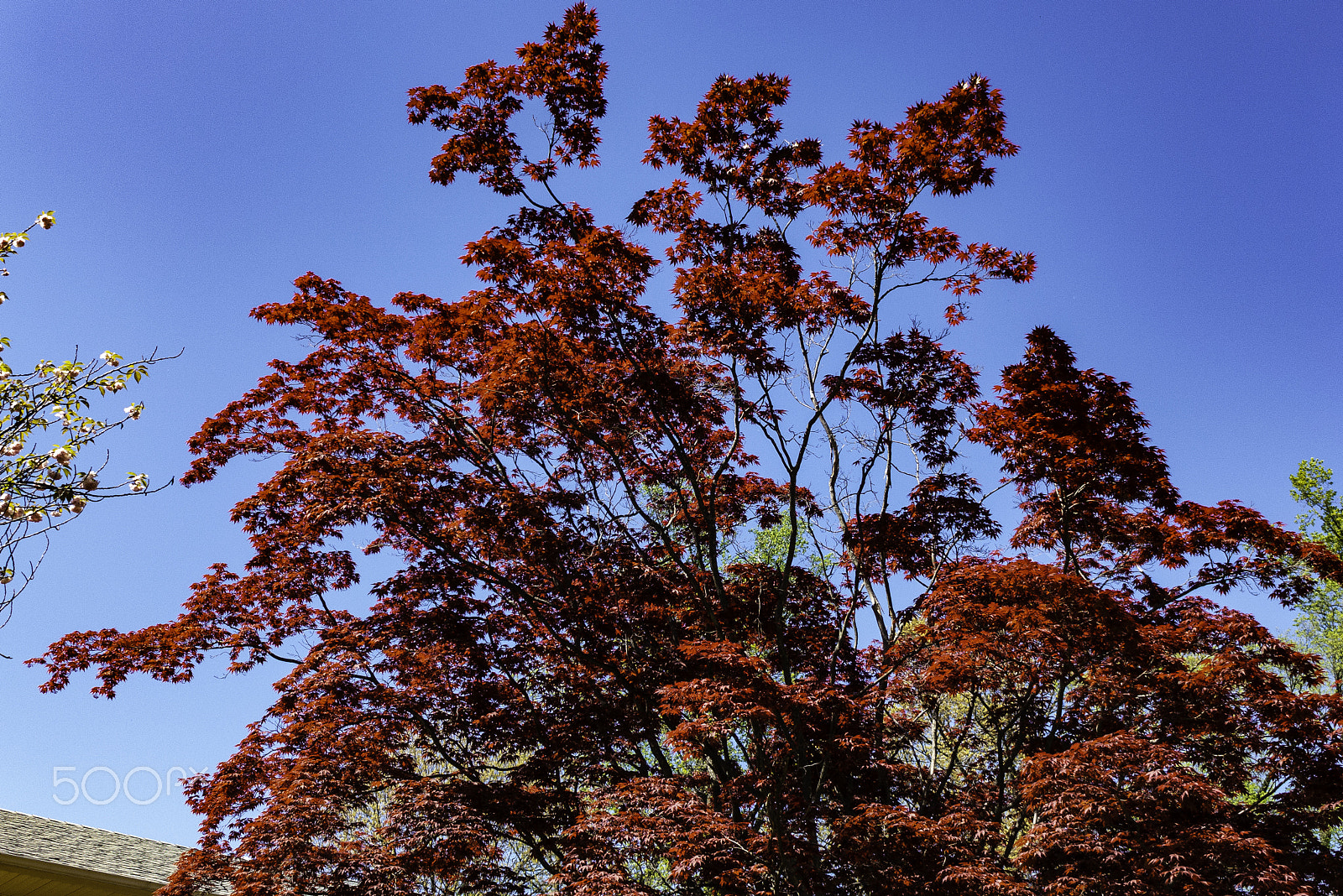 Leica D-Lux 6 sample photo. Red on blue photography