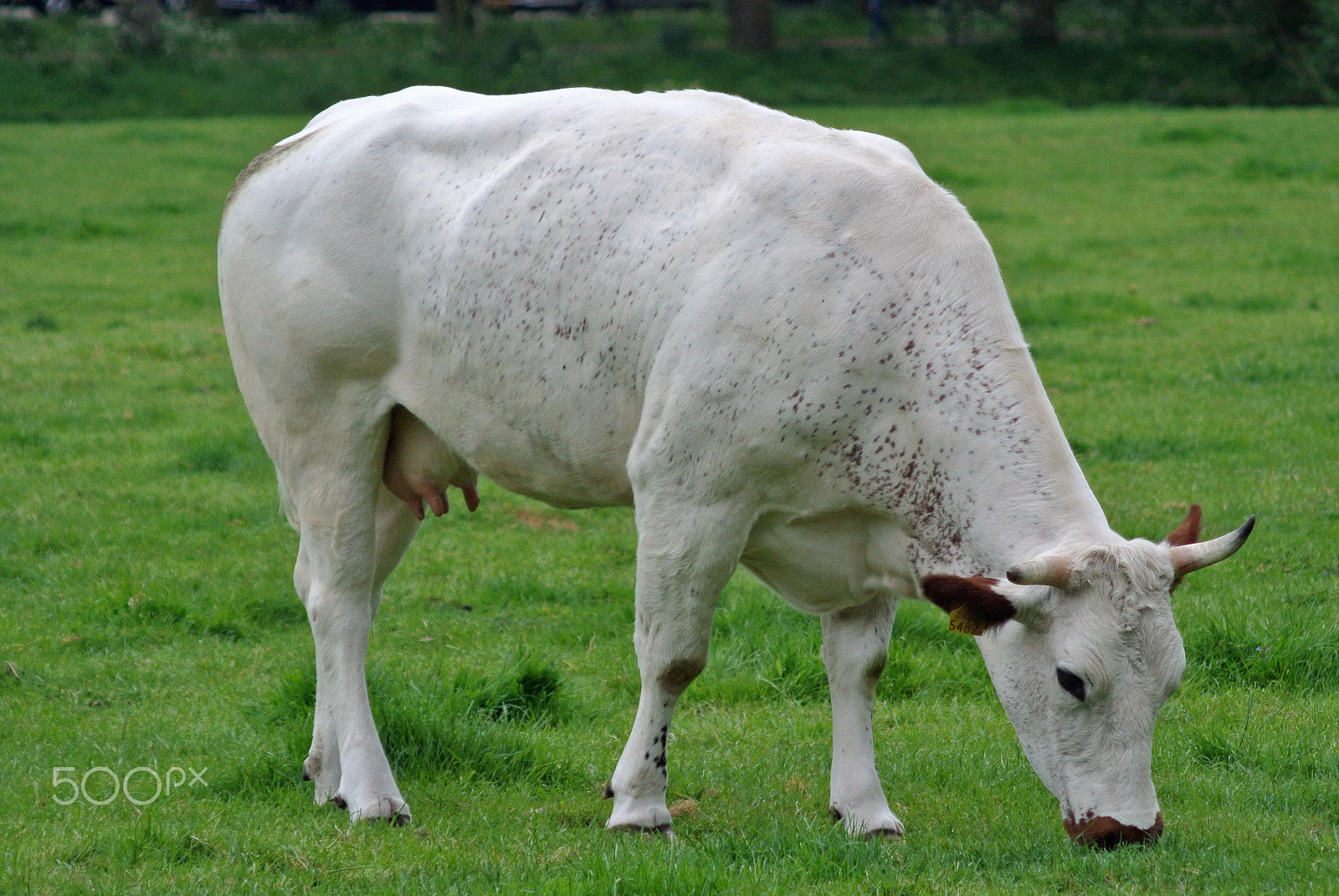 Nikon 1 J1 sample photo. White cow photography