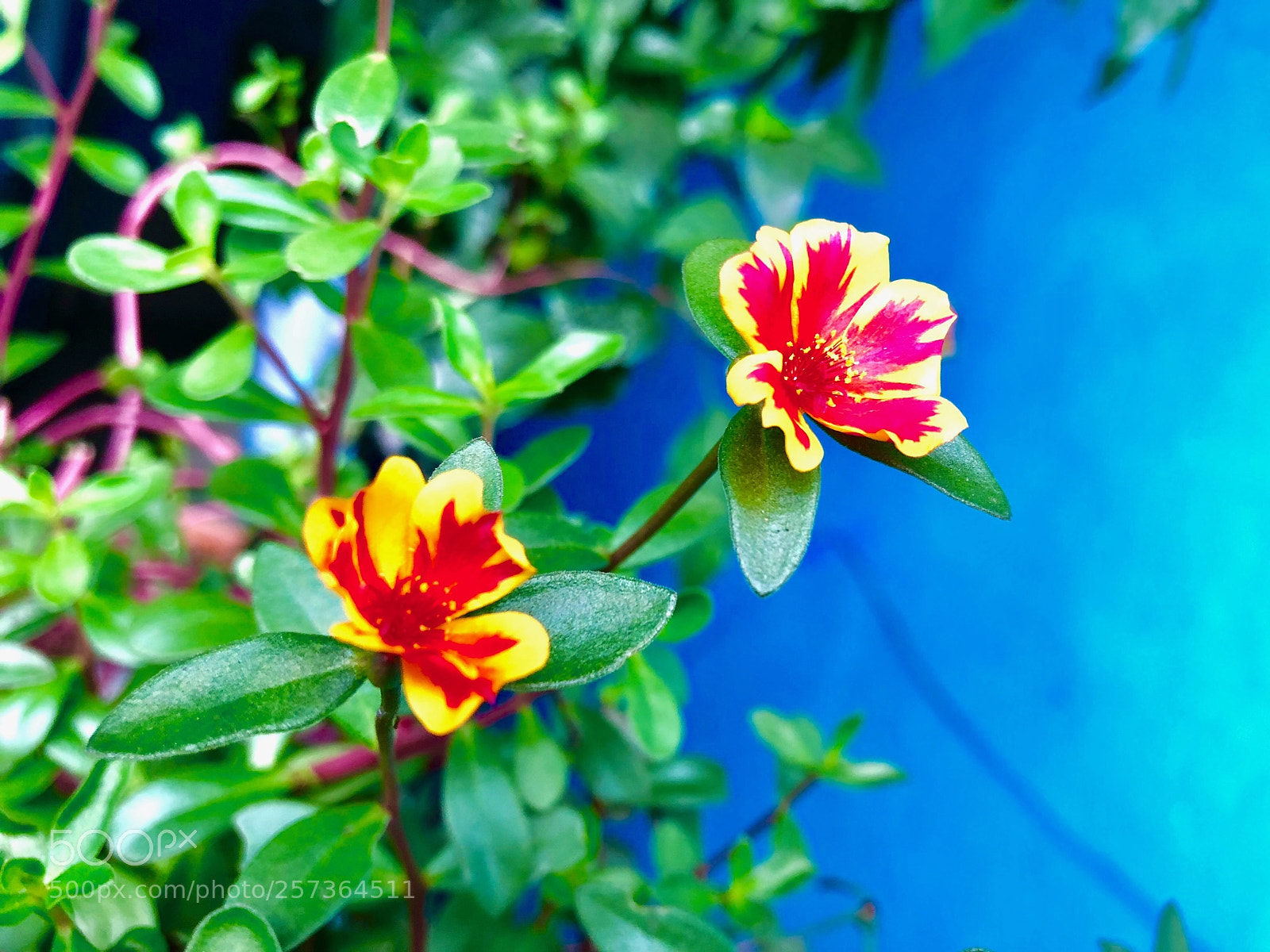 Apple iPhone 8 sample photo. Flor decorativa photography