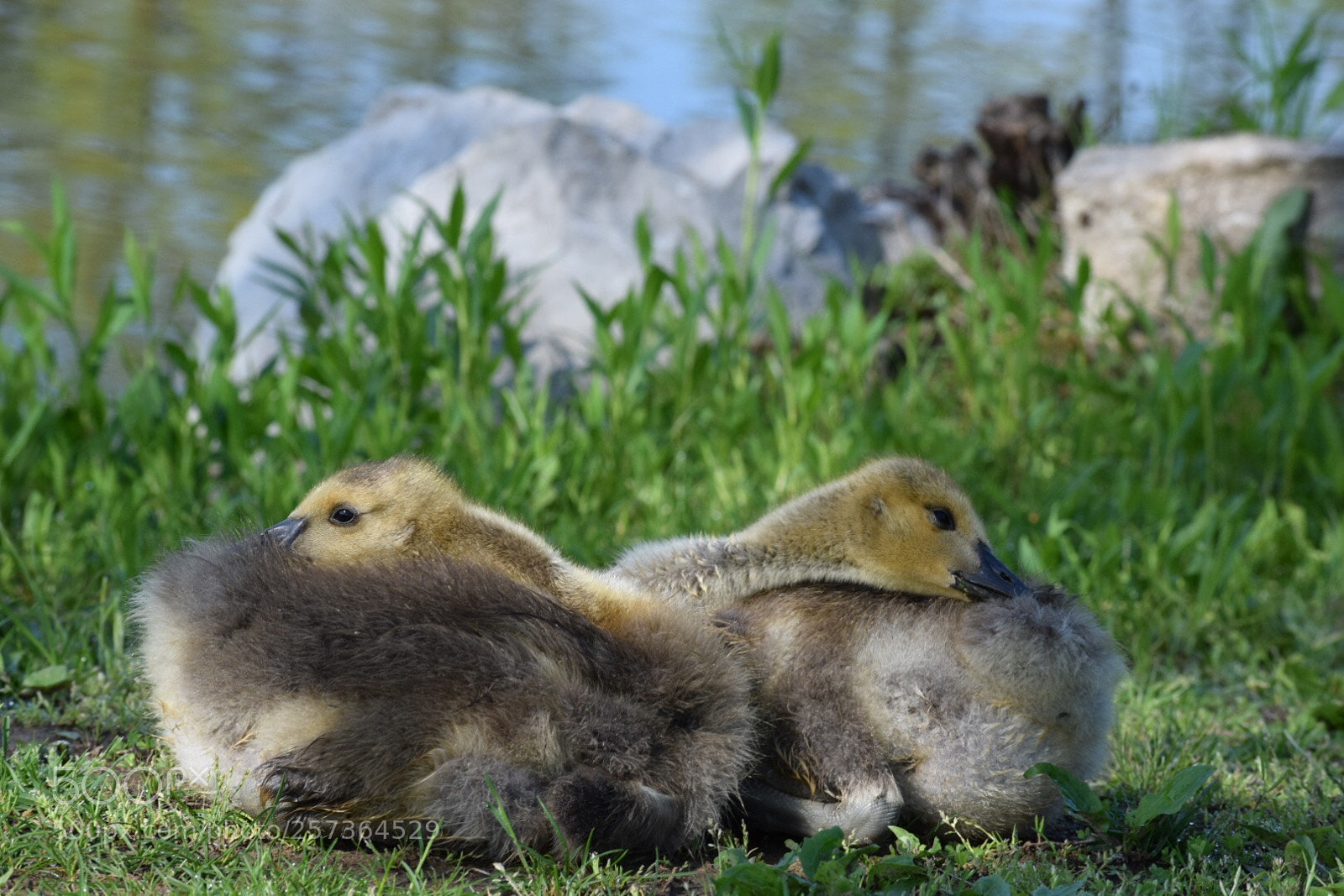 Nikon D3300 sample photo. Double trouble photography
