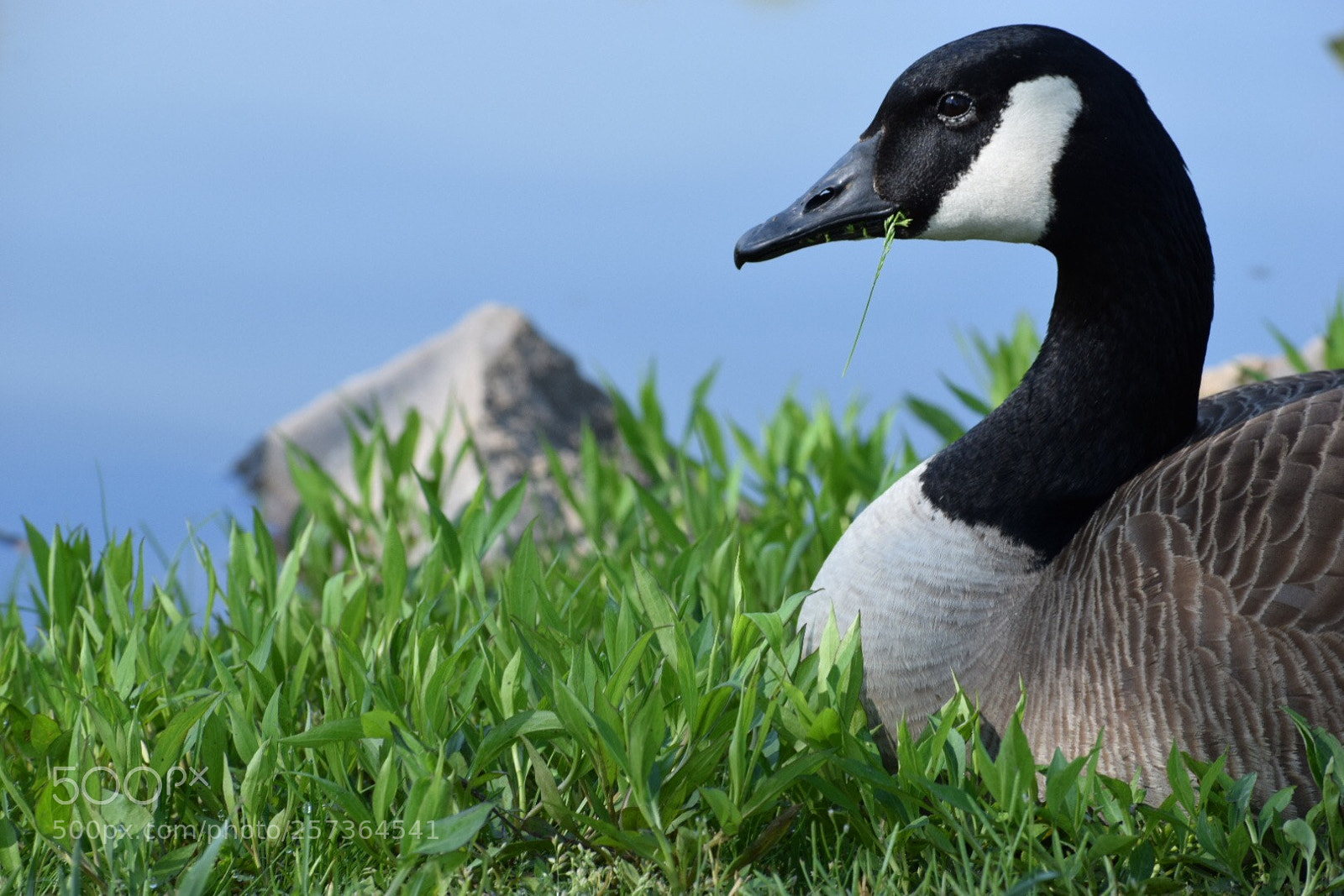 Nikon D3300 sample photo. Mother goose photography