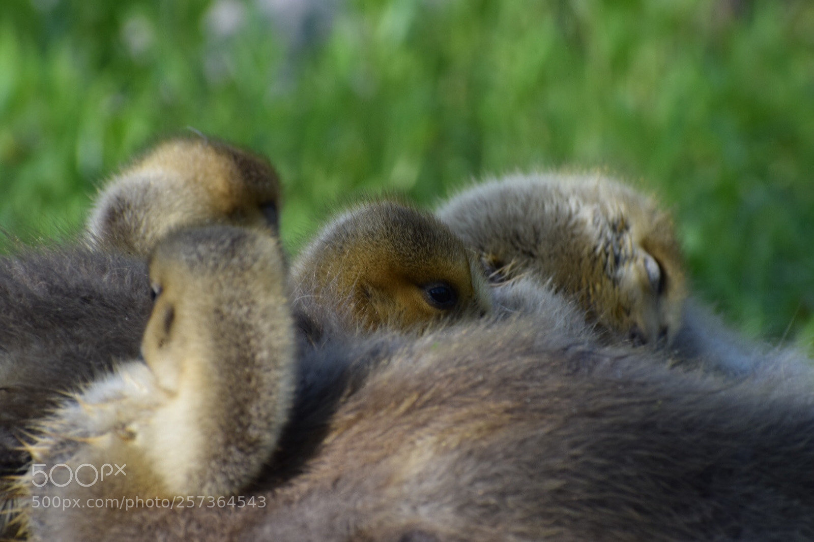 Nikon D3300 sample photo. A gaggle of geese photography