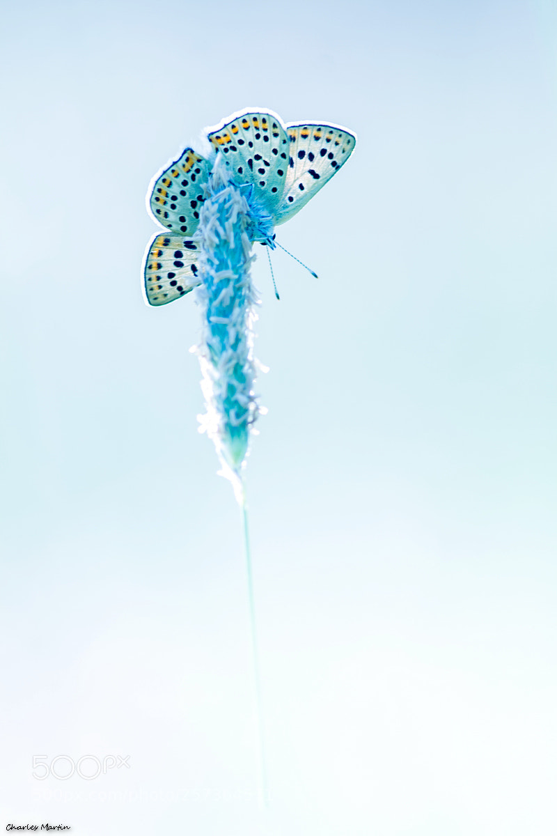 Canon EOS 7D sample photo. Cuivré fuligineux (lycaena tityrus) photography