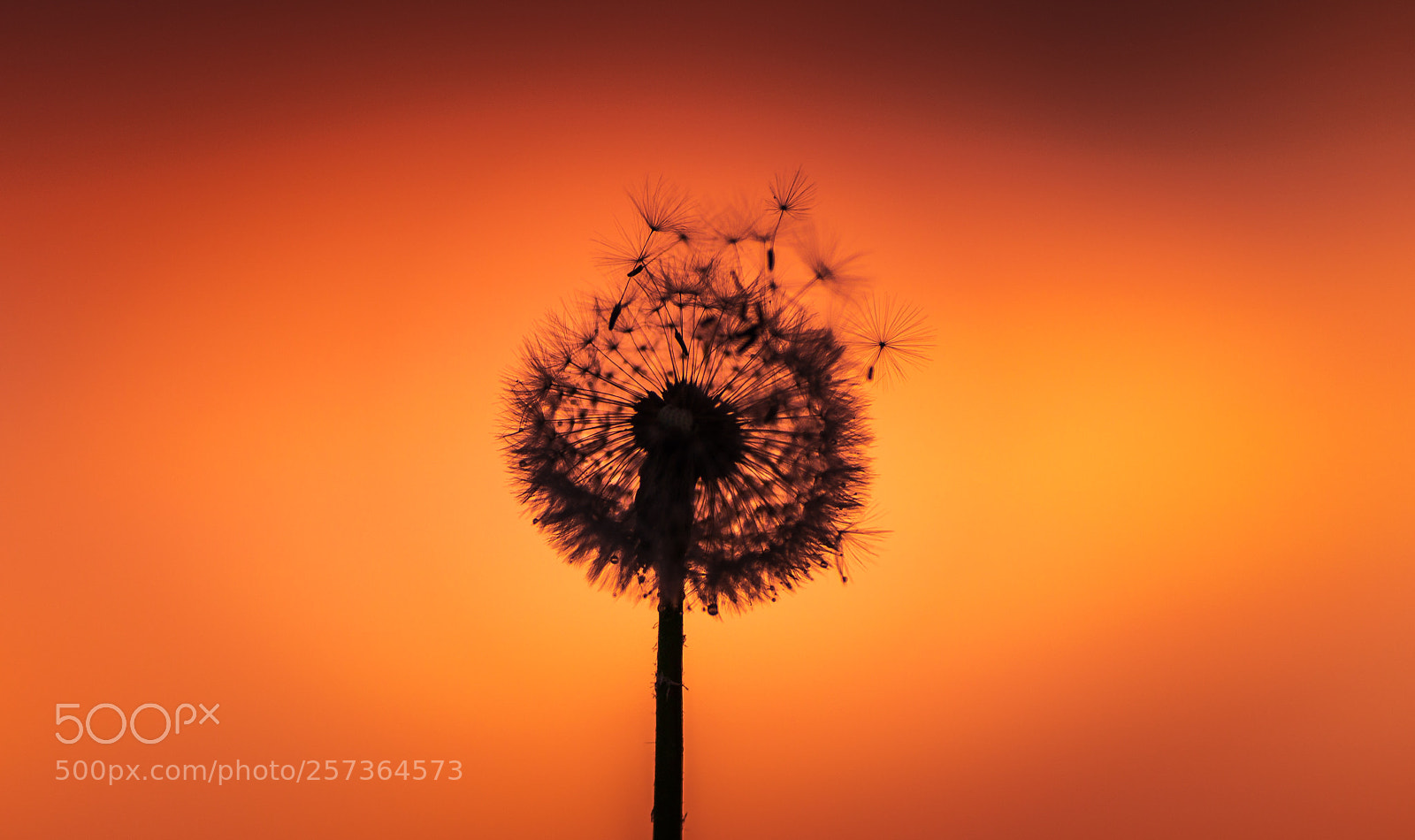 Canon EOS 6D sample photo. Make a wish photography