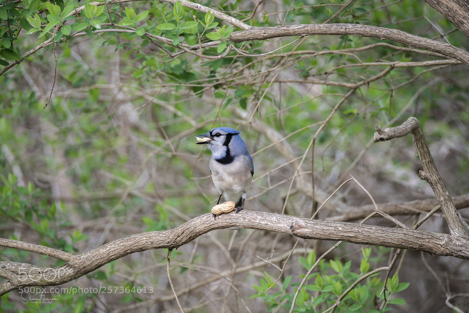 Nikon D850 sample photo. Blue jay in spring photography