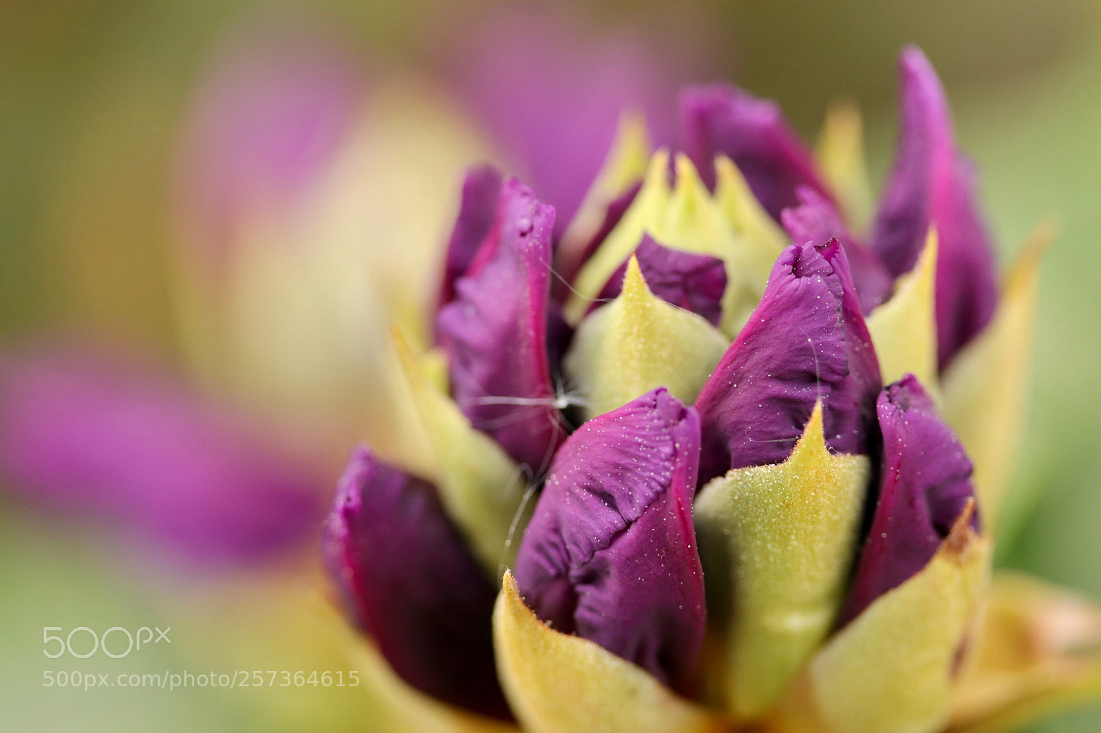 Canon EOS 77D (EOS 9000D / EOS 770D) sample photo. — rhododendron flower — photography