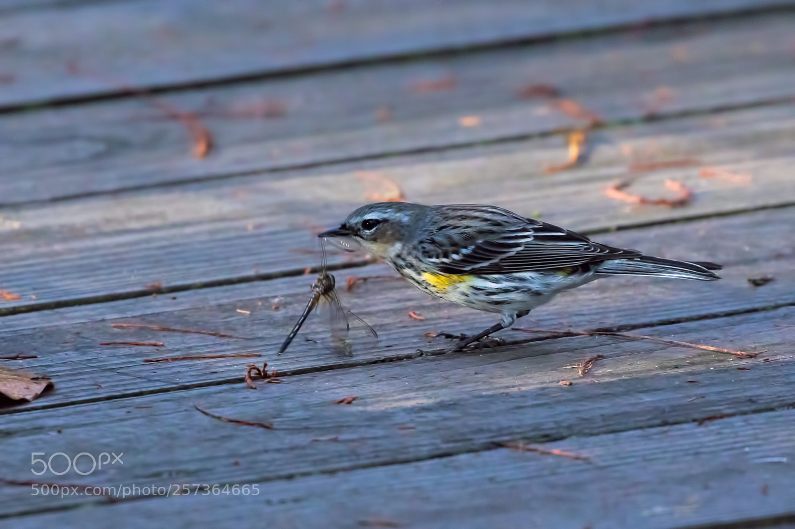 Canon EOS 7D Mark II sample photo. Yellow-rumped warbler with prey photography