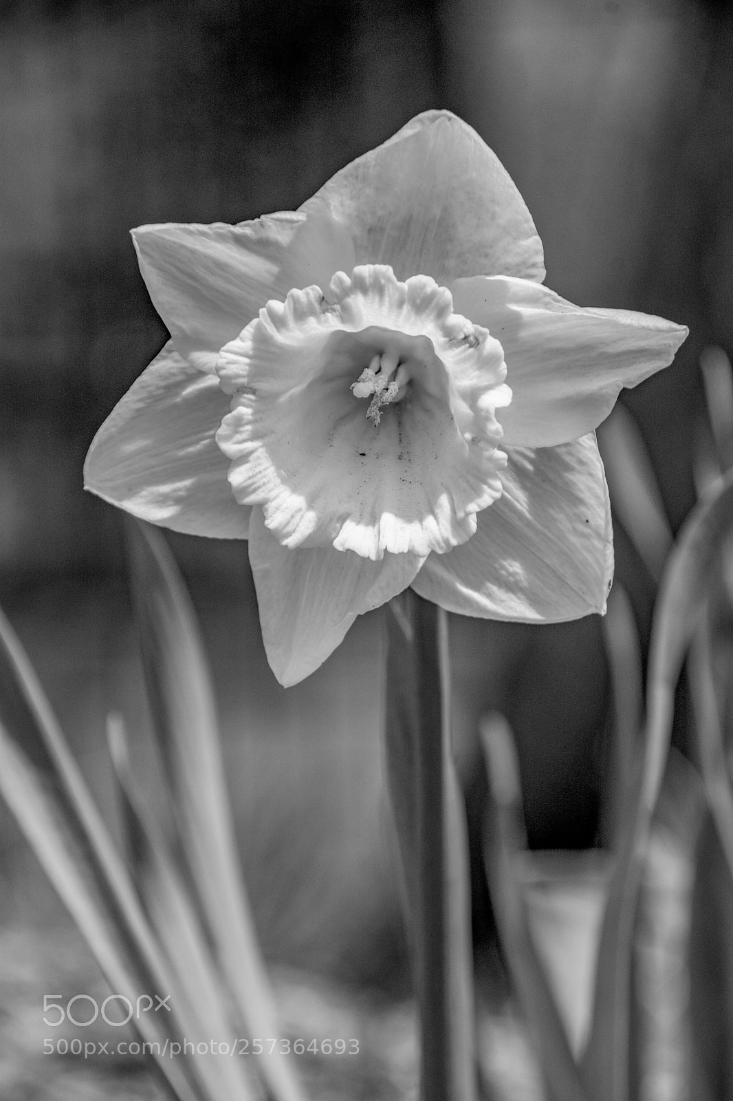 Nikon D7100 sample photo. White daffodil photography