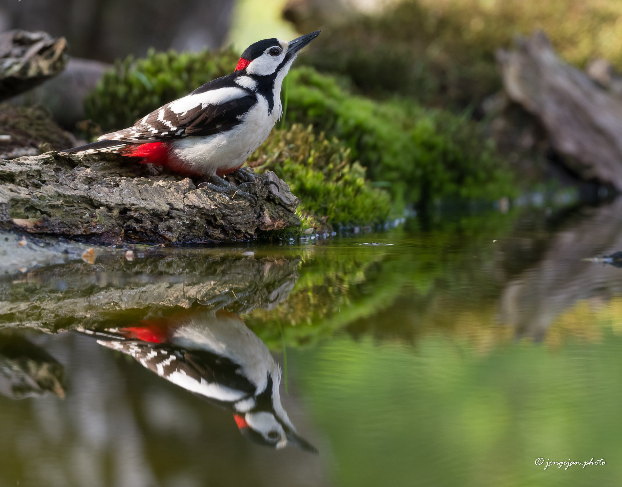 Pentax K-1 Mark II sample photo. Great spotted woodpecker photography