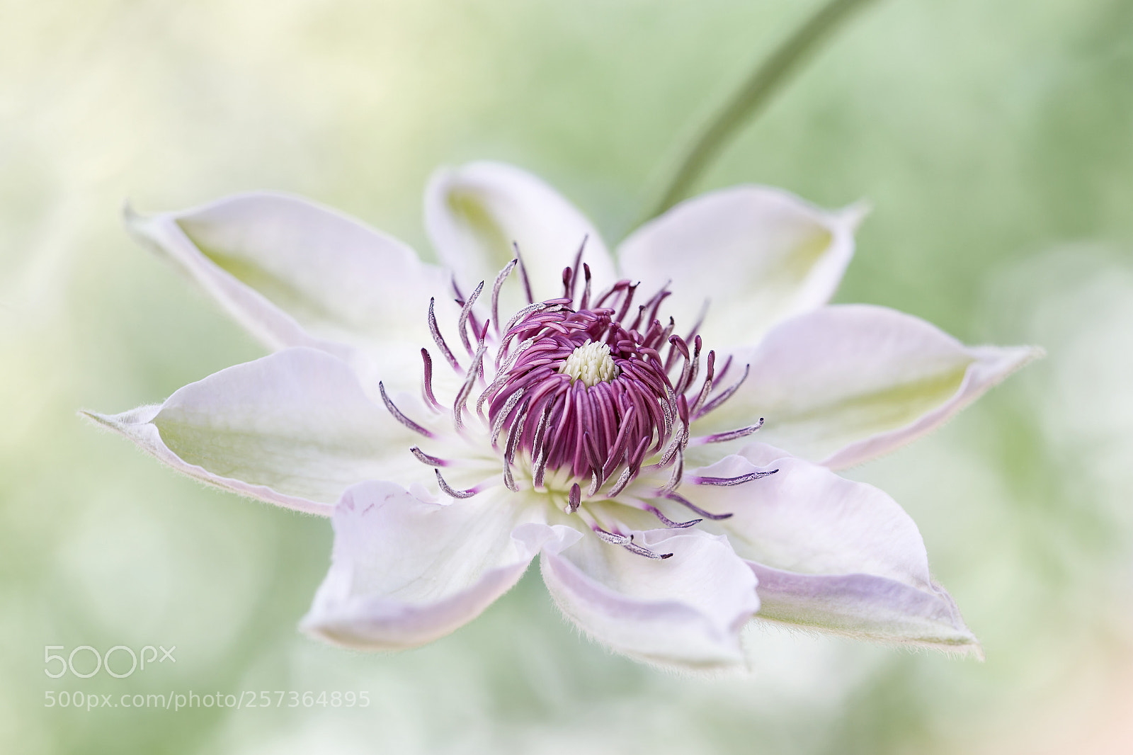 Canon EOS 6D sample photo. Clematis photography