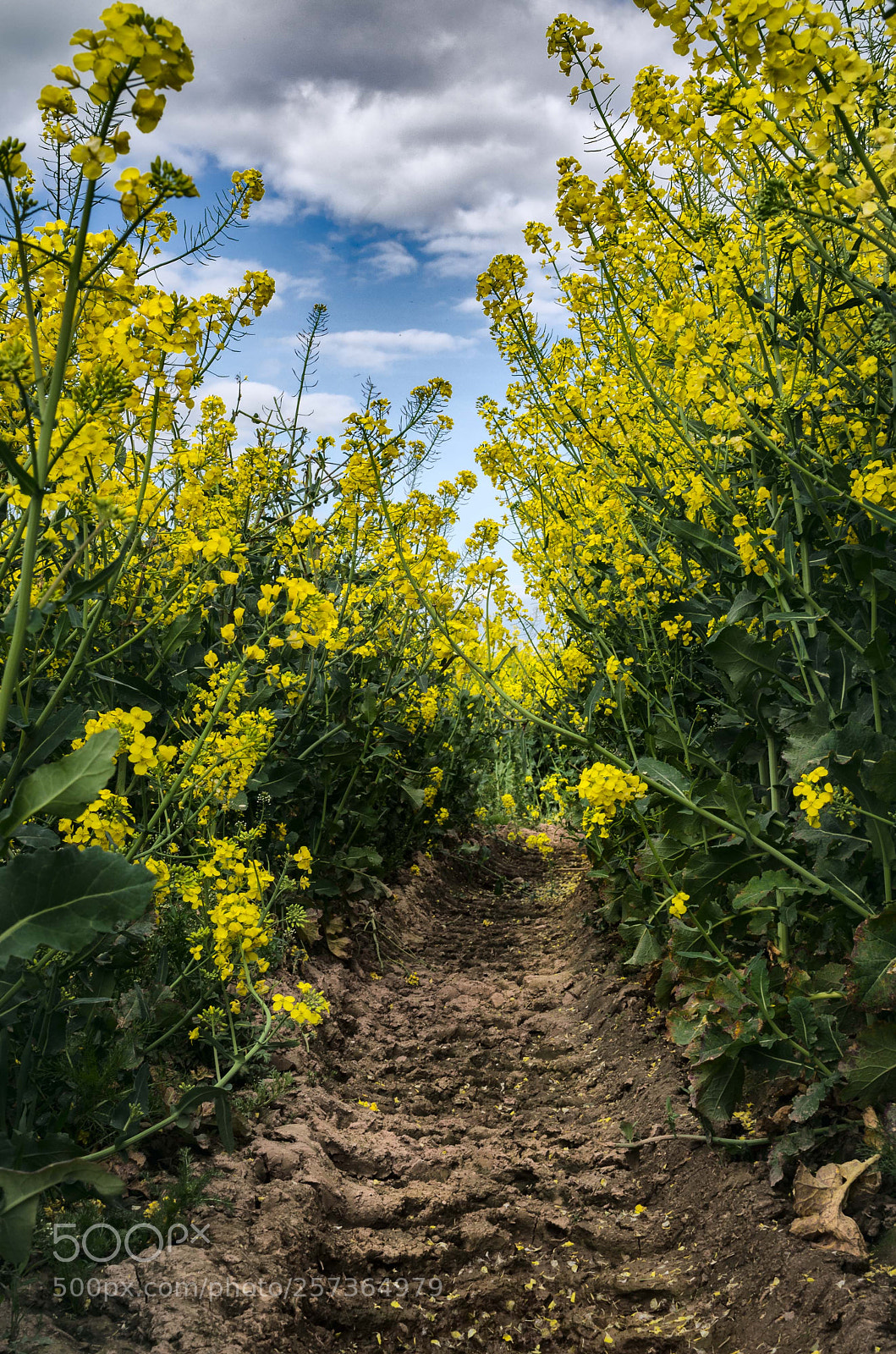 Nikon D5100 sample photo. Tractor track photography
