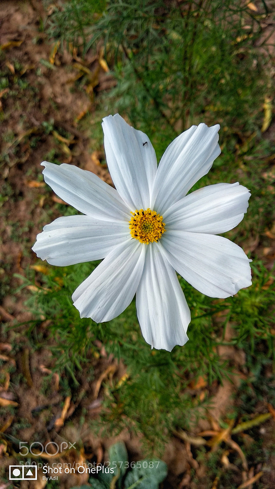 Xiaomi Mi A1 sample photo. Untitled photography
