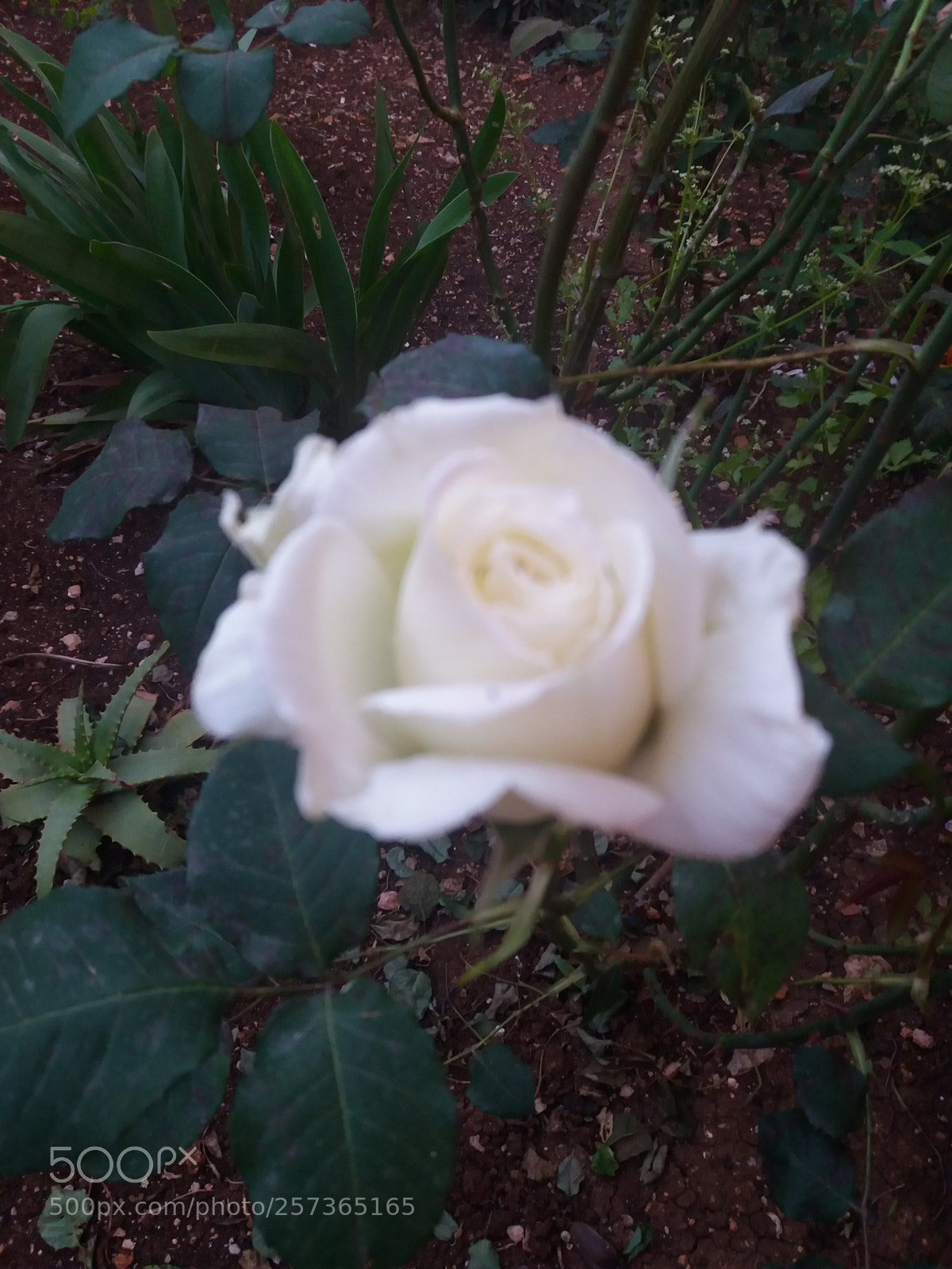 Samsung Galaxy J5(2016) sample photo. White photography