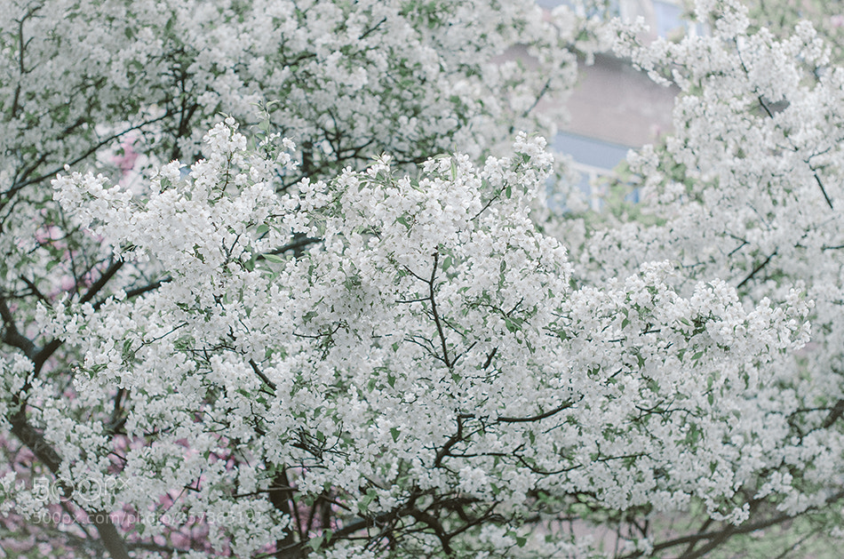 Nikon D7000 sample photo. Untitled photography
