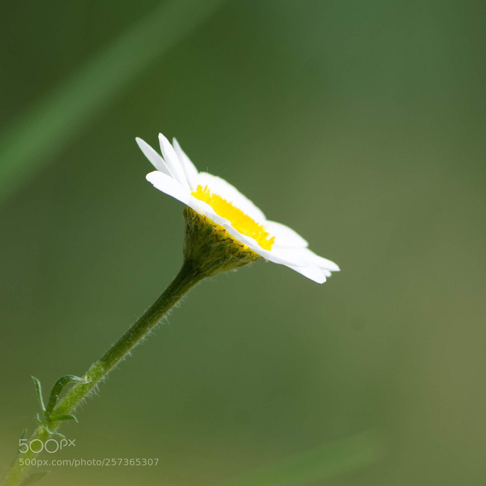Pentax K-5 II sample photo. Marguerite isolée photography