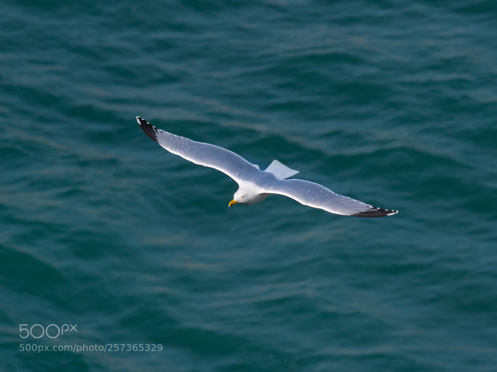 Panasonic Lumix DMC-GX85 (Lumix DMC-GX80 / Lumix DMC-GX7 Mark II) sample photo. Flying bird photography