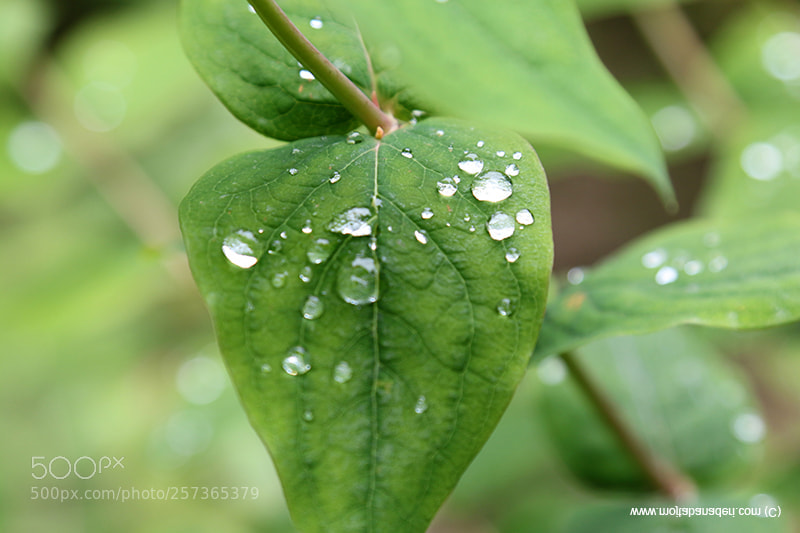 Canon EOS 70D sample photo. Leaf photography