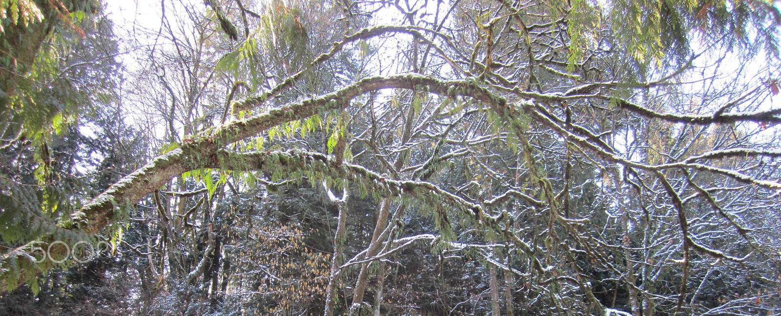 Canon PowerShot SD1400 IS (IXUS 130 / IXY 400F) sample photo. Snow in the rainforest photography