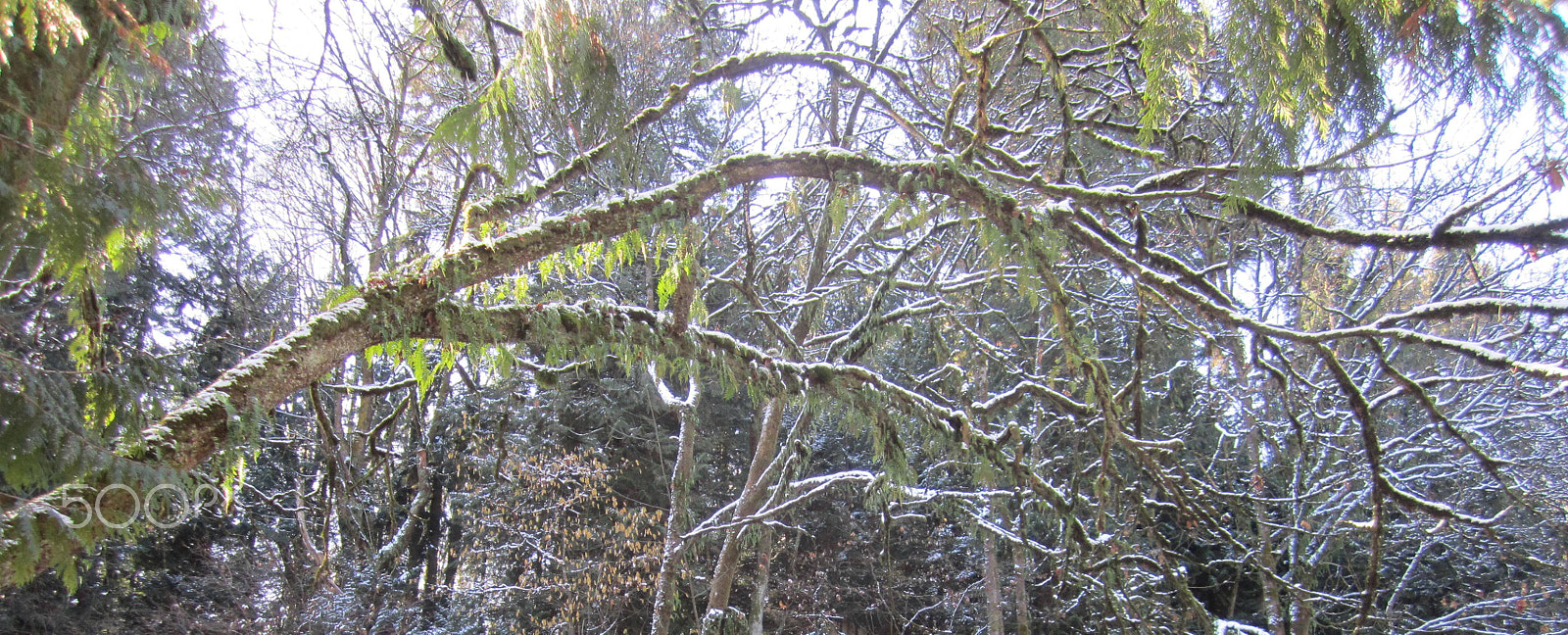 Canon PowerShot SD1400 IS (IXUS 130 / IXY 400F) sample photo. Snow in the rainforest photography