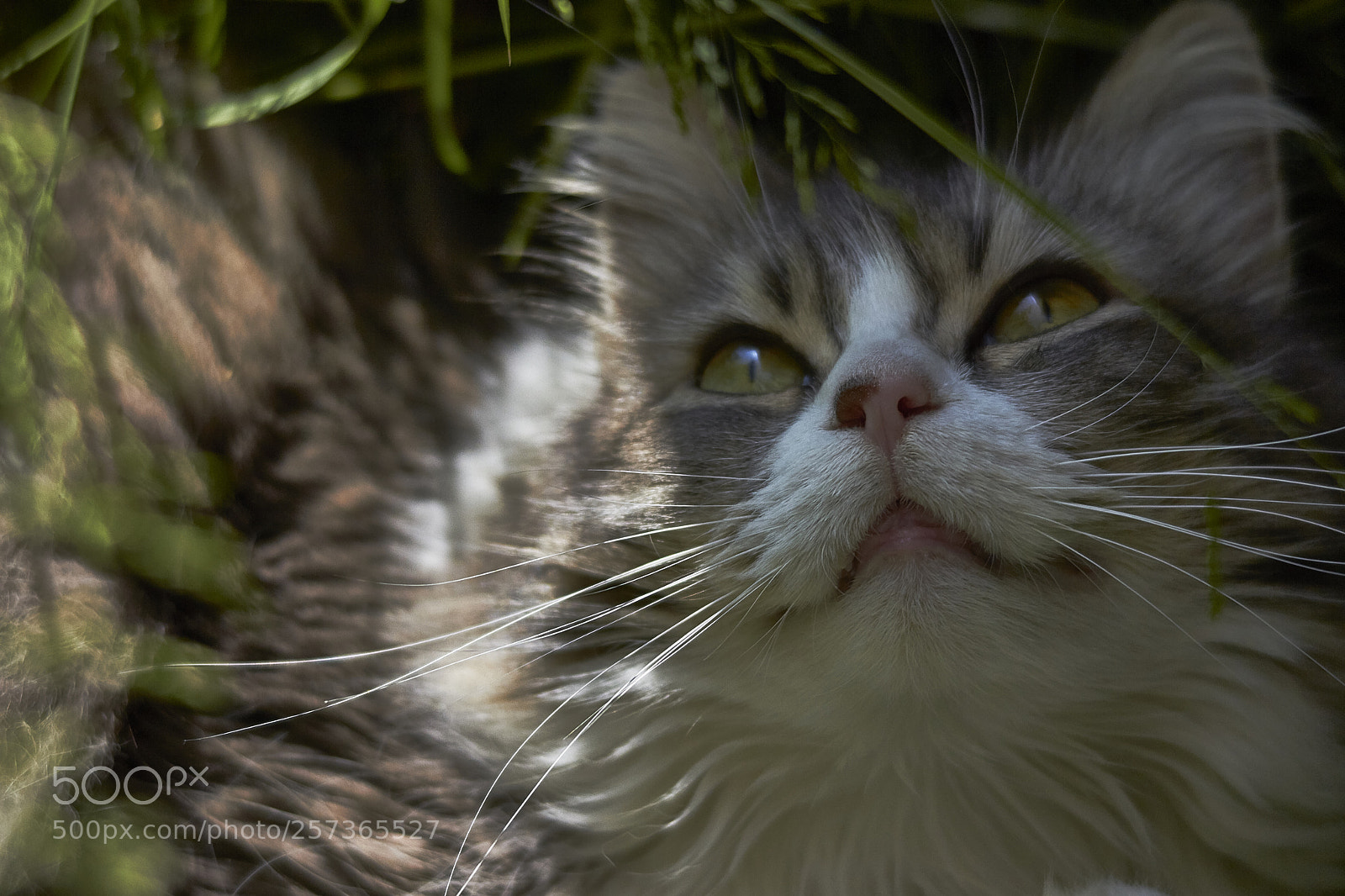 Canon EOS 7D sample photo. Who are you up photography