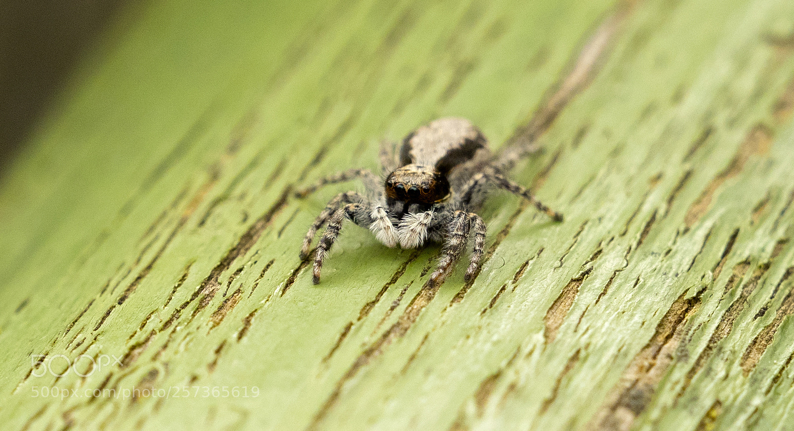 Olympus OM-D E-M1 sample photo. Araña photography